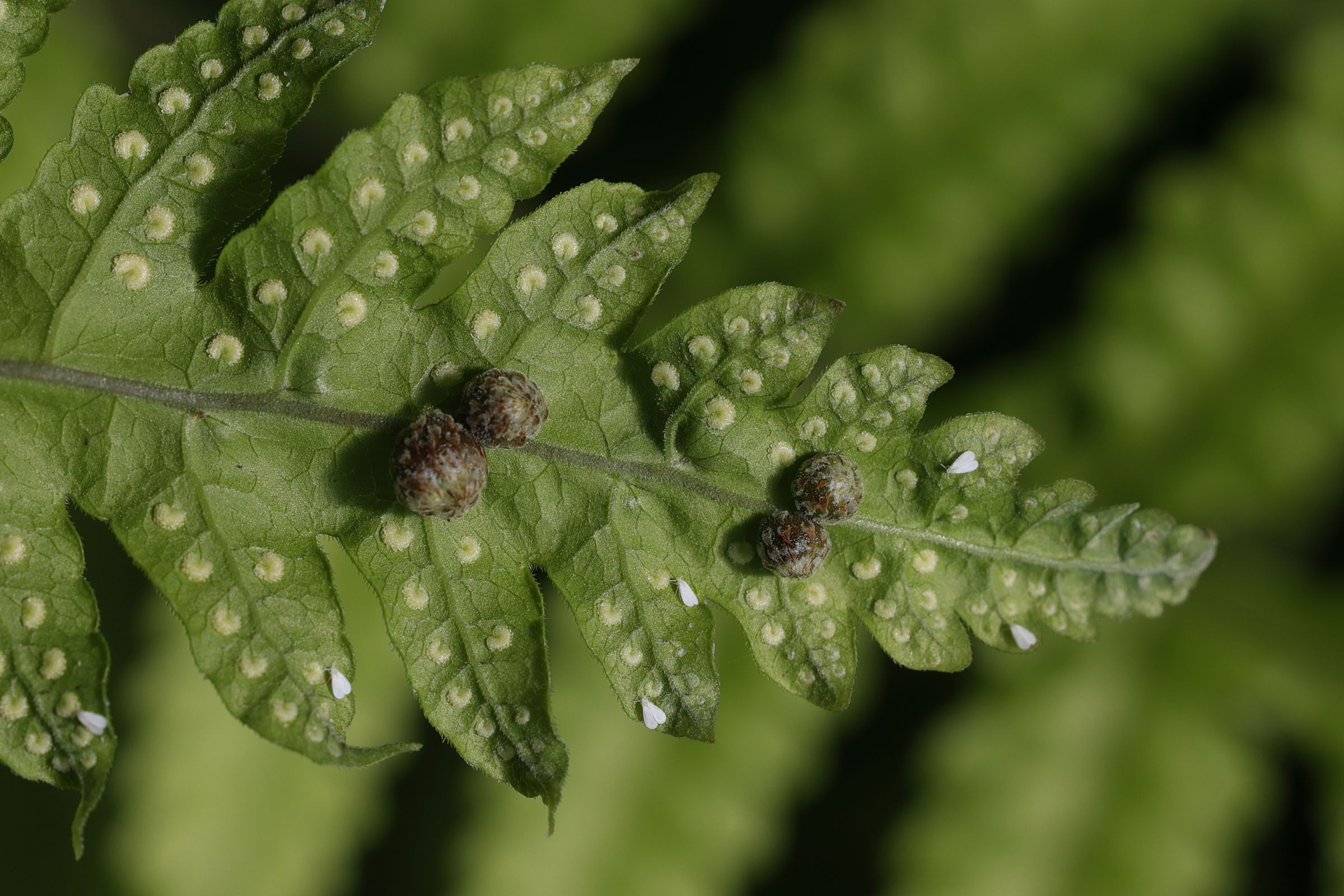 Afficher le média tectaria_gemmifera4md tectaria_gemmifera4md