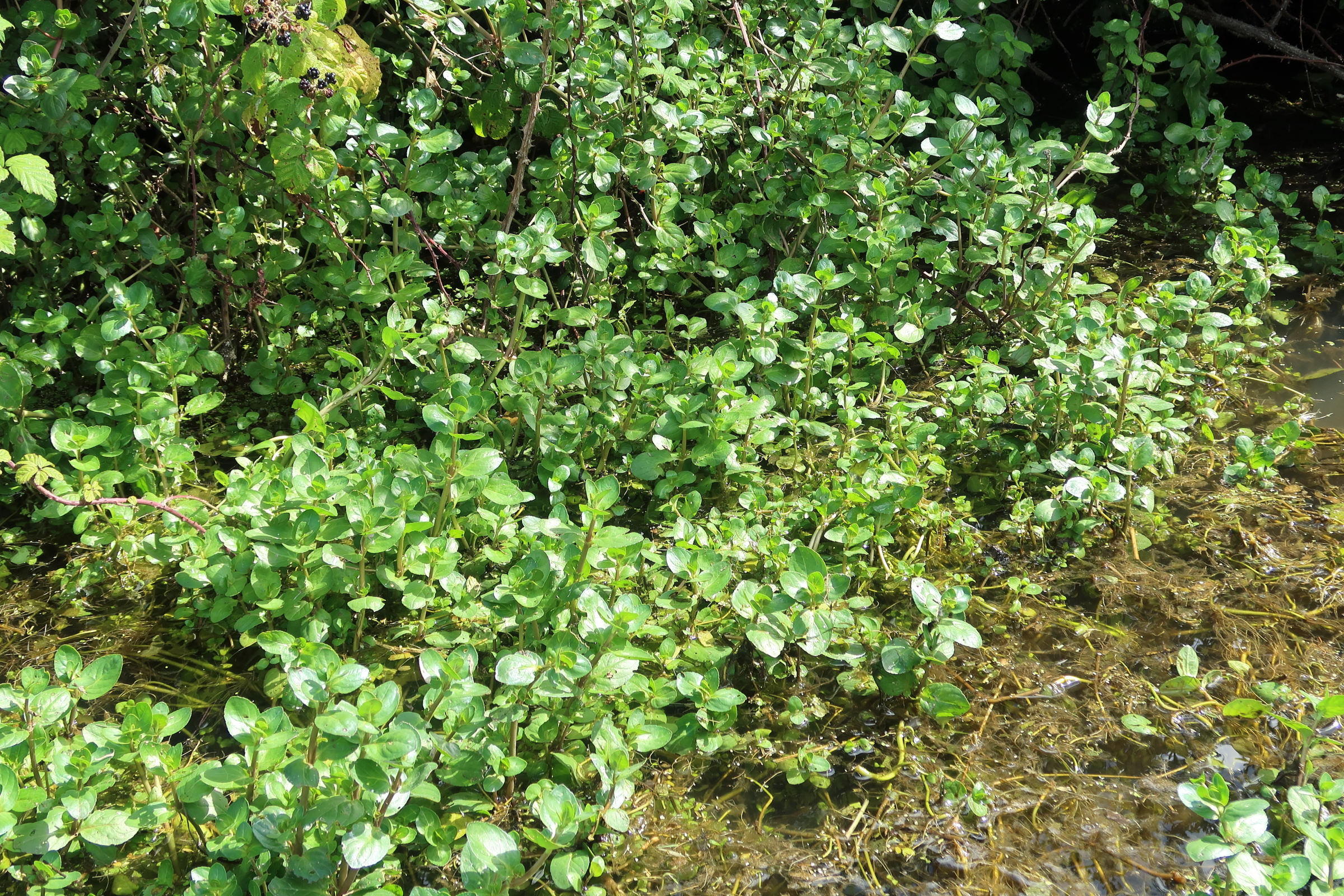 Afficher le média nasturtium_officinale2md nasturtium_officinale2md