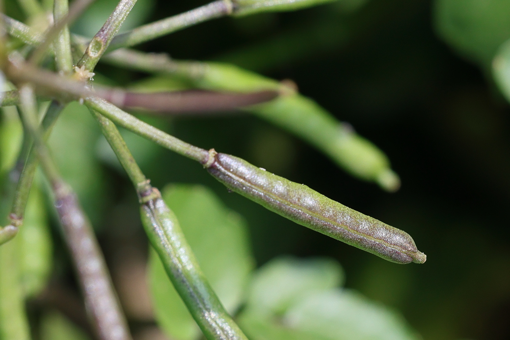 Afficher le média nasturtium_officinale5md nasturtium_officinale5md