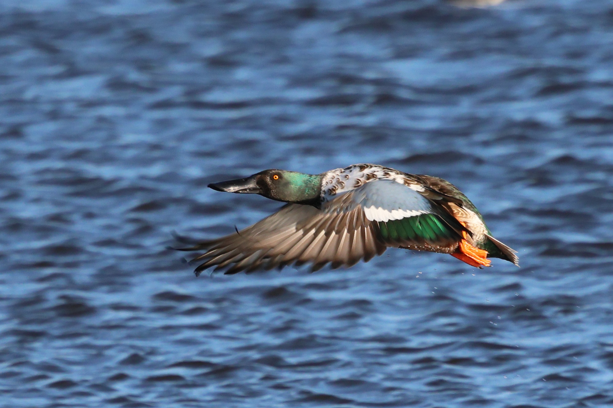 canard_souchet_-_spatula_clypeata10bd