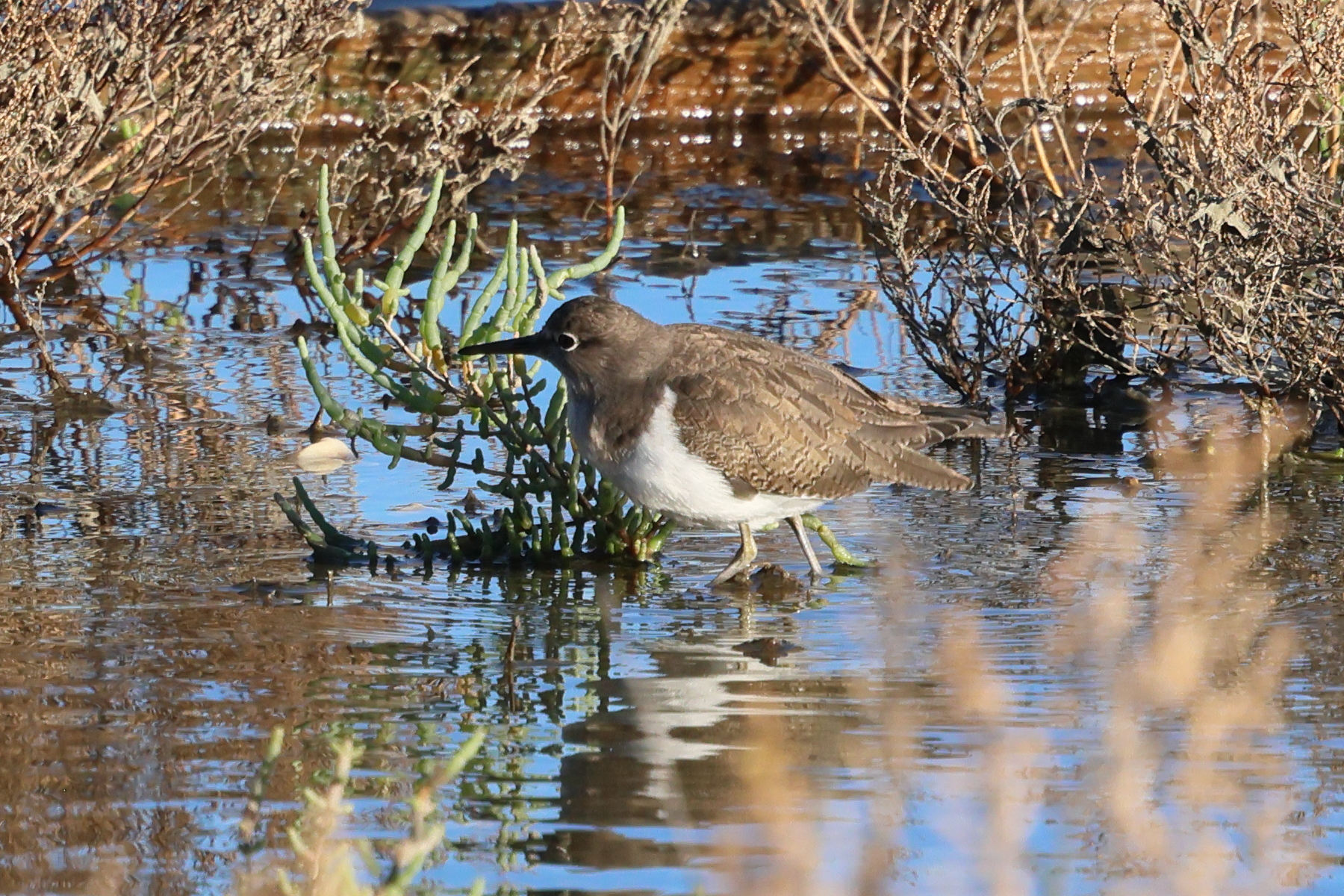 chevalier_guignette_-_actitis_hypoleucos4bd
