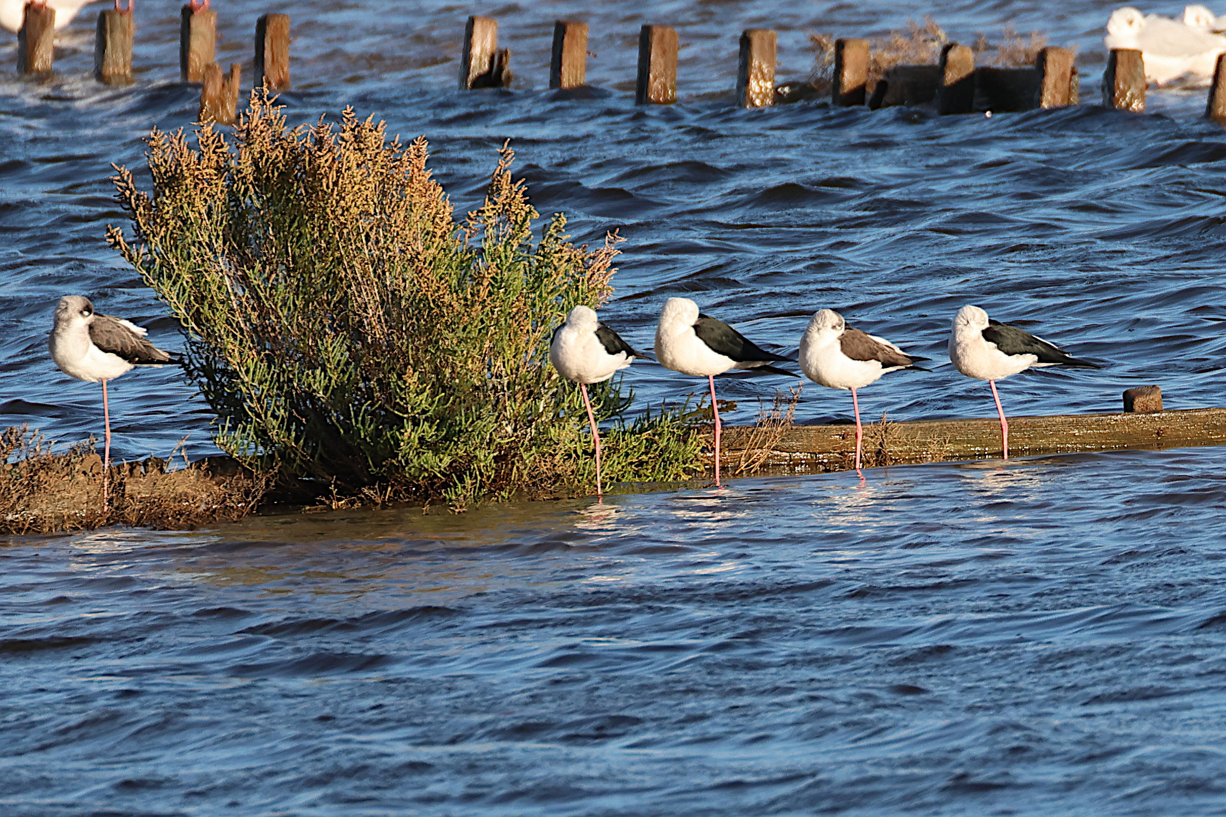 Afficher le média echasse_blanche_-_himantopus_himantopus8md echasse_blanche_-_himantopus_himantopus8md