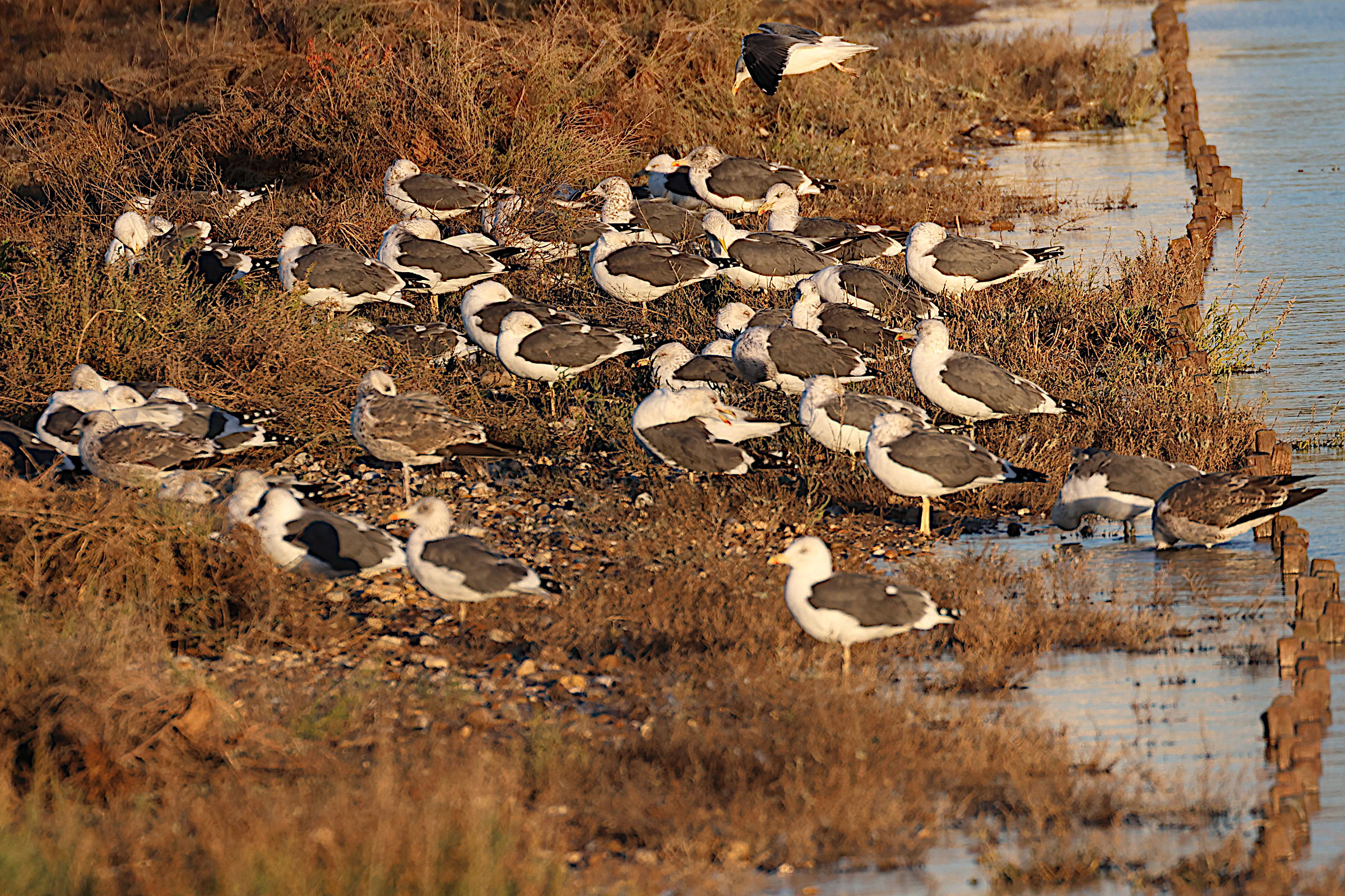 goeland_brun_-_larus_fuscus17md