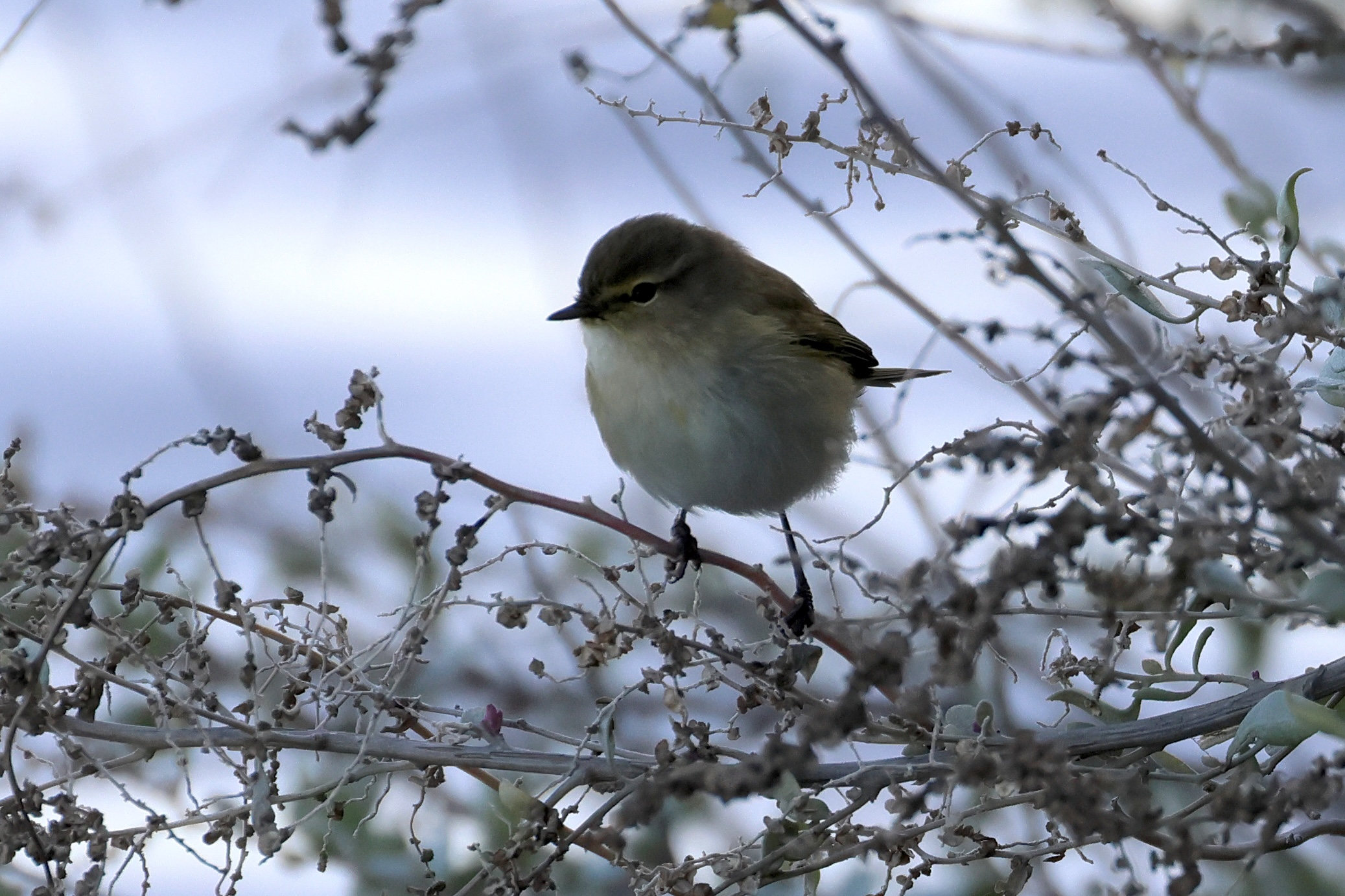 Afficher le média pouillot_veloce_-_phylloscopus_collybita3md pouillot_veloce_-_phylloscopus_collybita3md