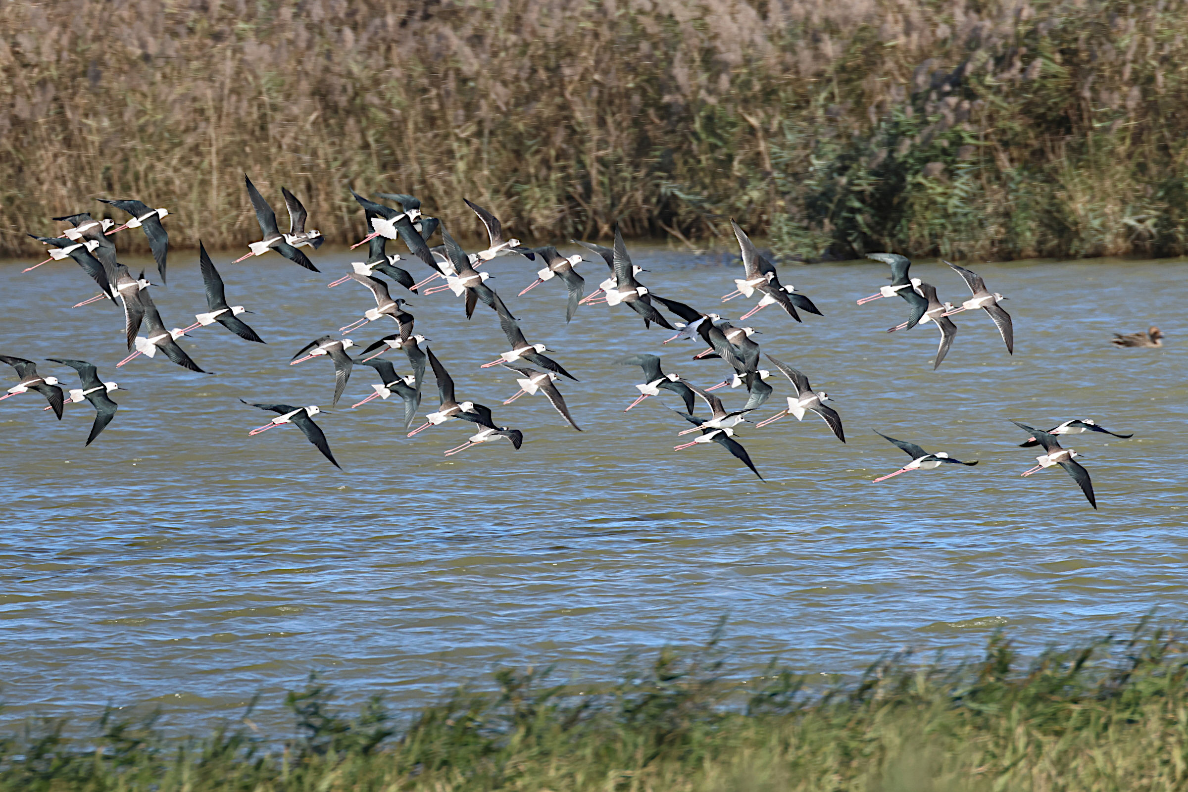Afficher le média echasse_blanche_-_himantopus_himantopus9md echasse_blanche_-_himantopus_himantopus9md
