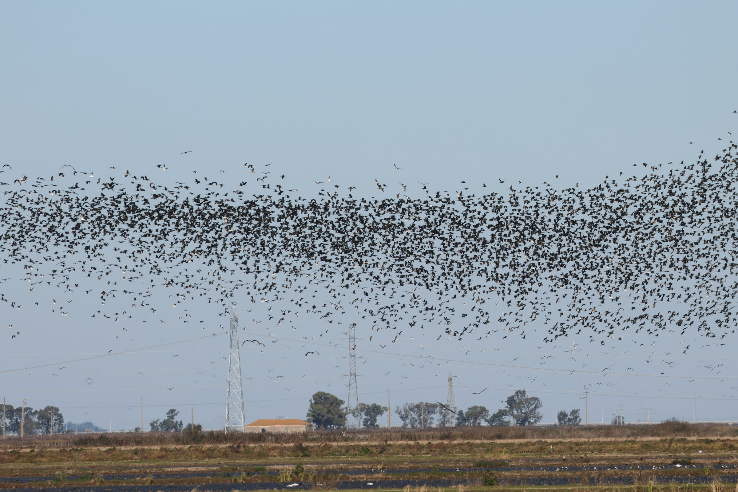ibis_falcinelle_-_plegadis_falcinellus10md