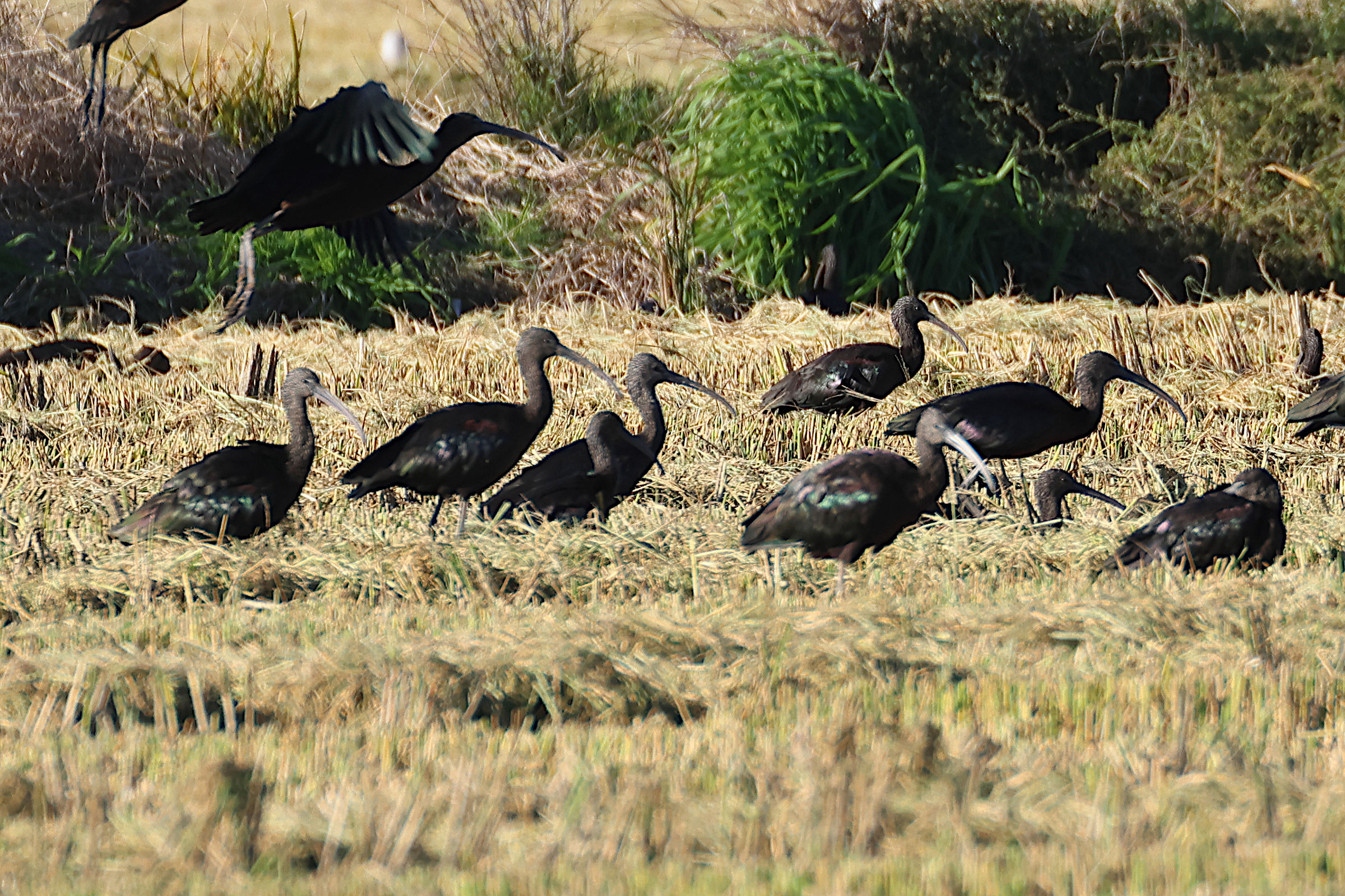 ibis_falcinelle_-_plegadis_falcinellus11md