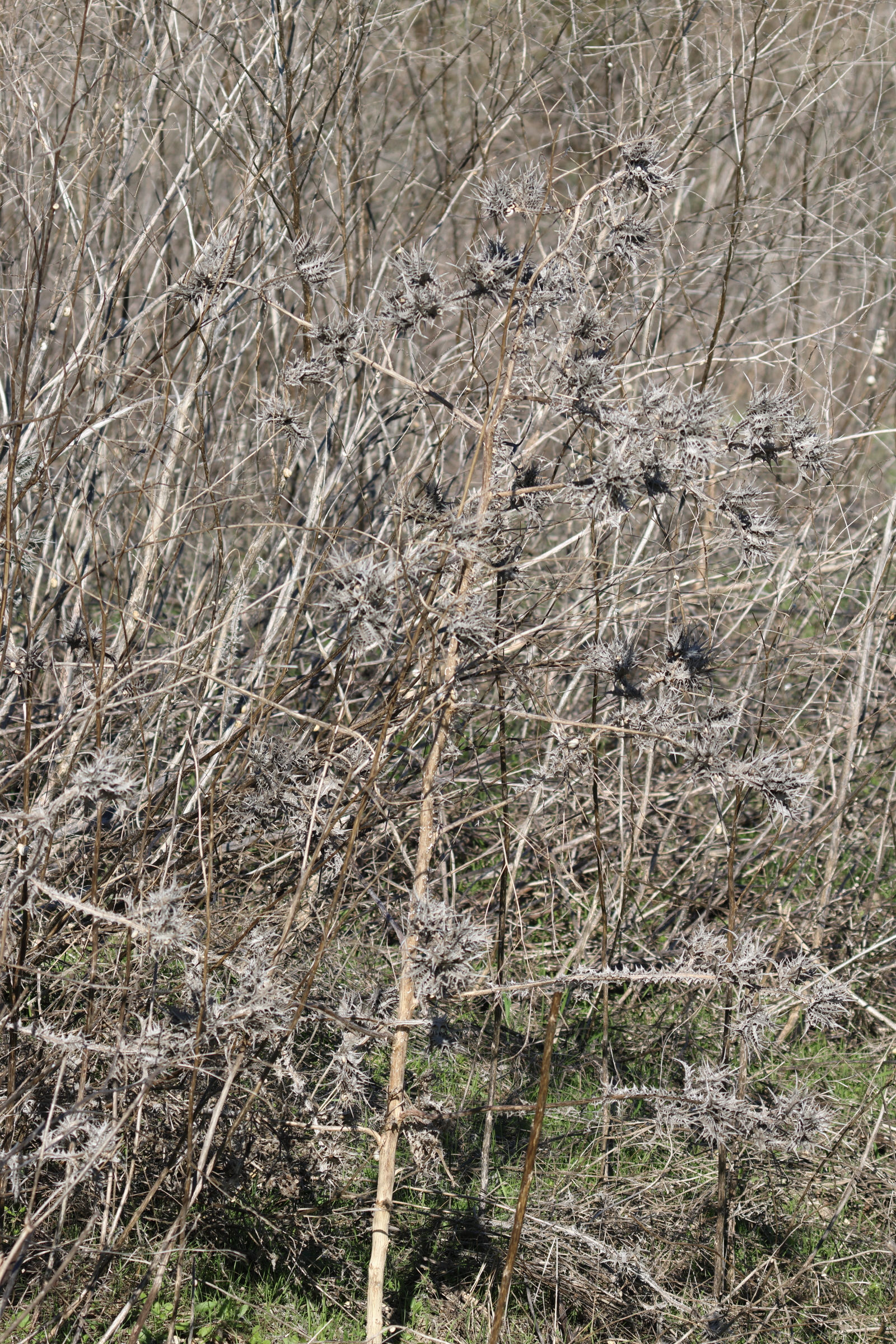 scolymus_maculatus1md