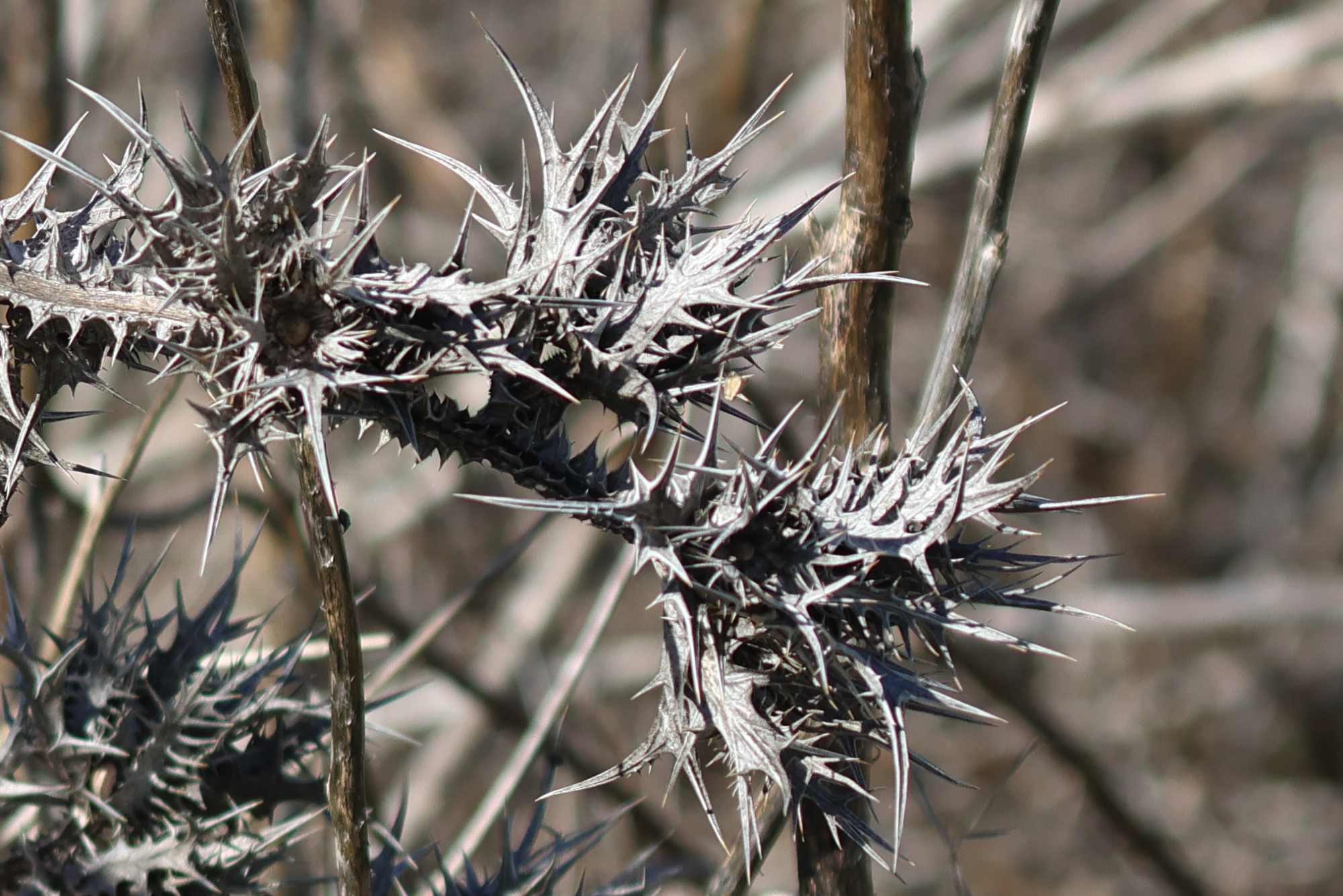 scolymus_maculatus2md