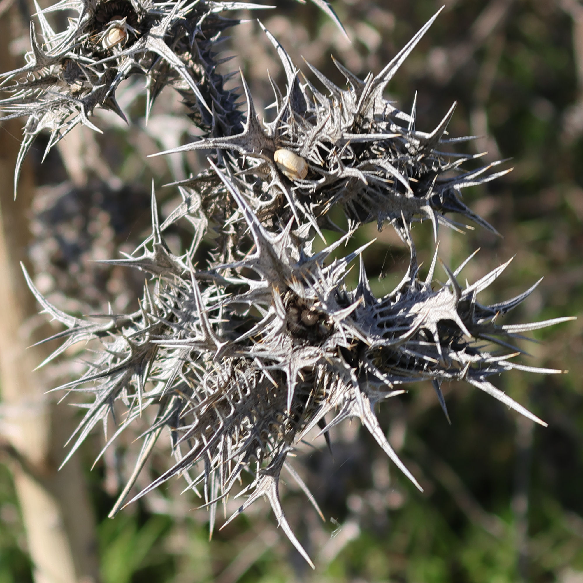 scolymus_maculatus3md