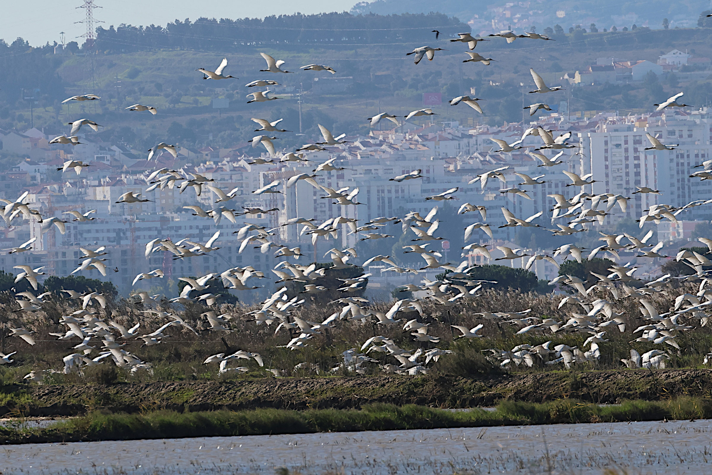 Afficher le média spatule_blanche_-_platalea_leucorodia15md spatule_blanche_-_platalea_leucorodia15md