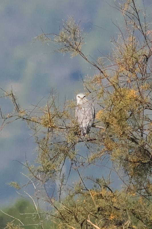 elanion_blanc_-_elanus_caeruleus2bd