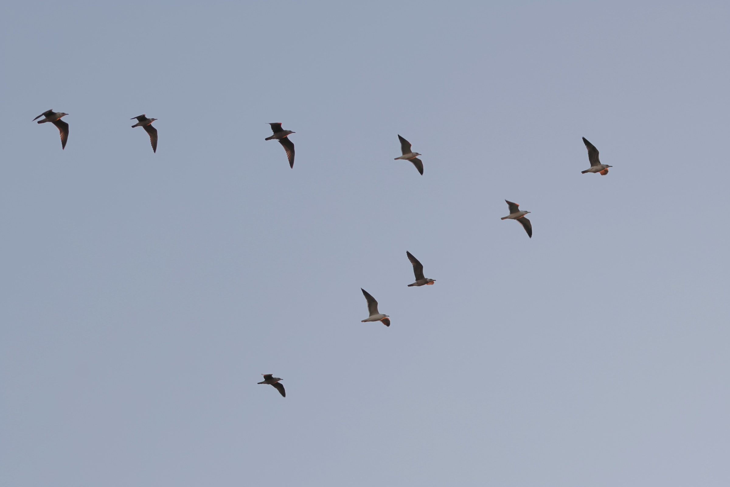 goeland_brun_-_larus_fuscus18md