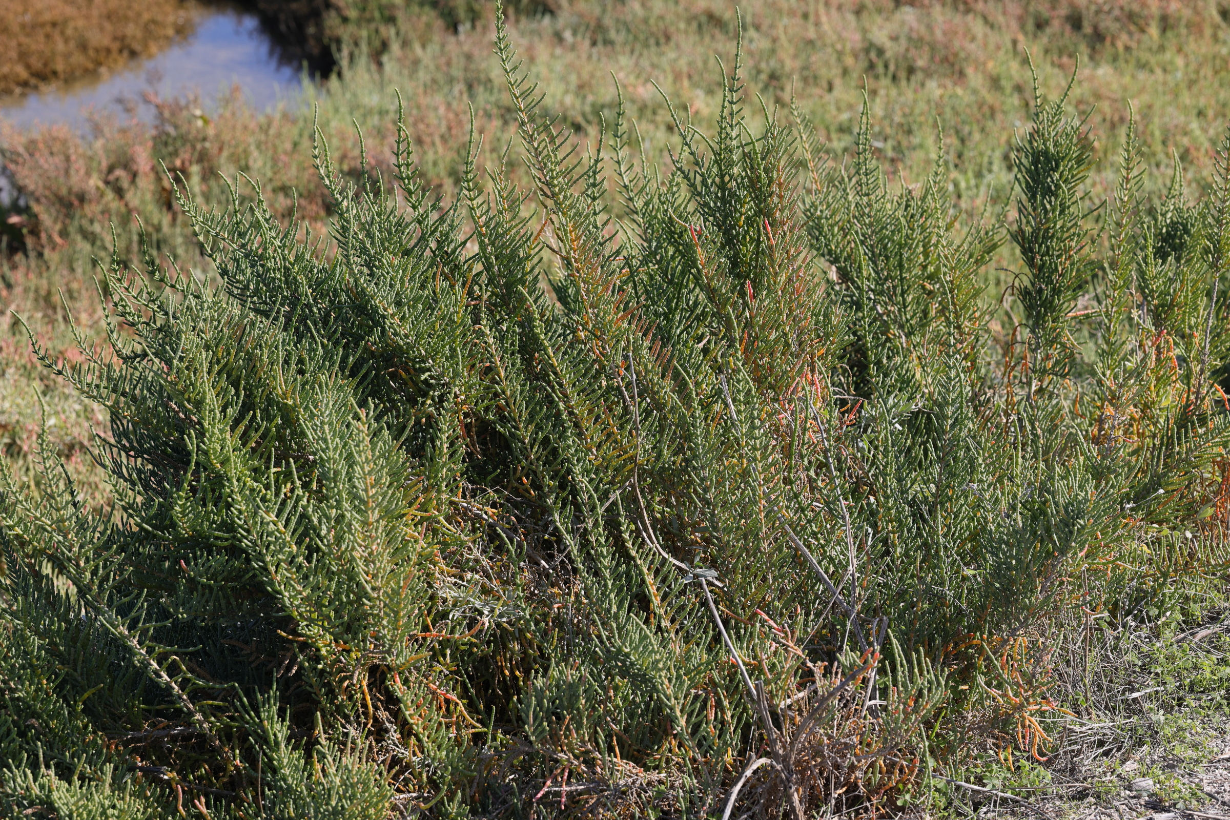 Afficher le média sarcocornia_fruticosa2md sarcocornia_fruticosa2md