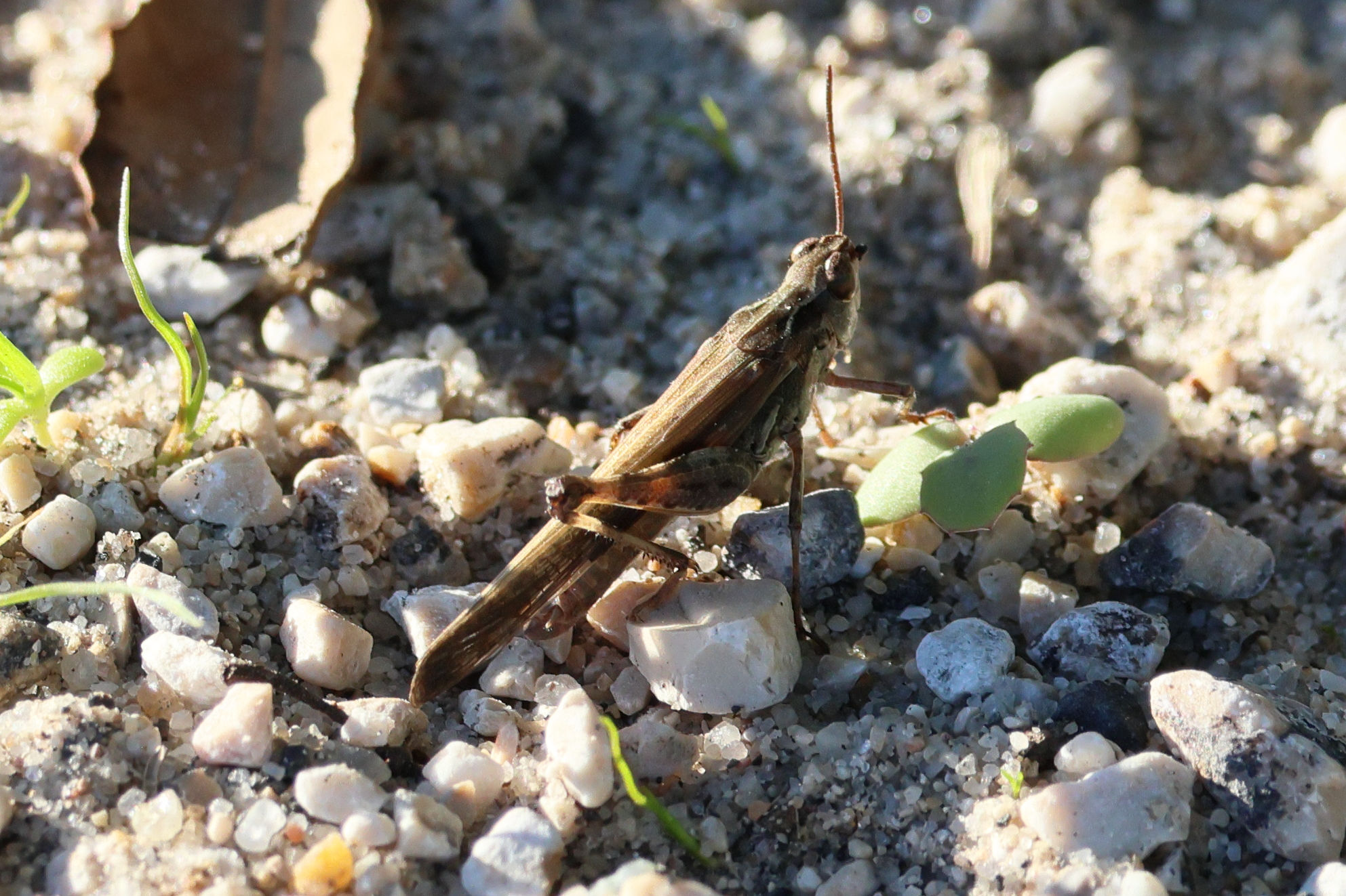 Afficher le média aiolopus_puissanti aiolopus_puissanti