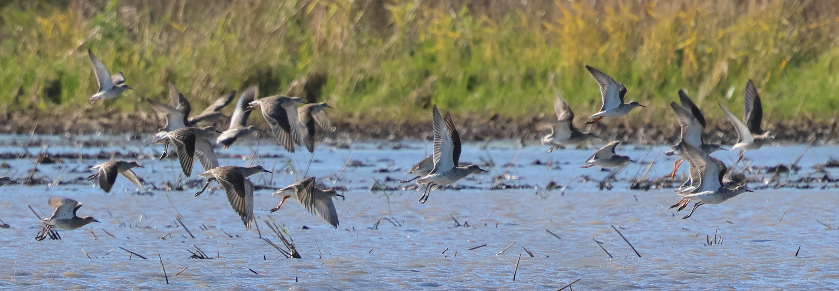 Afficher le média combattant_varie_-_philomachus_pugnax8bd combattant_varie_-_philomachus_pugnax8bd