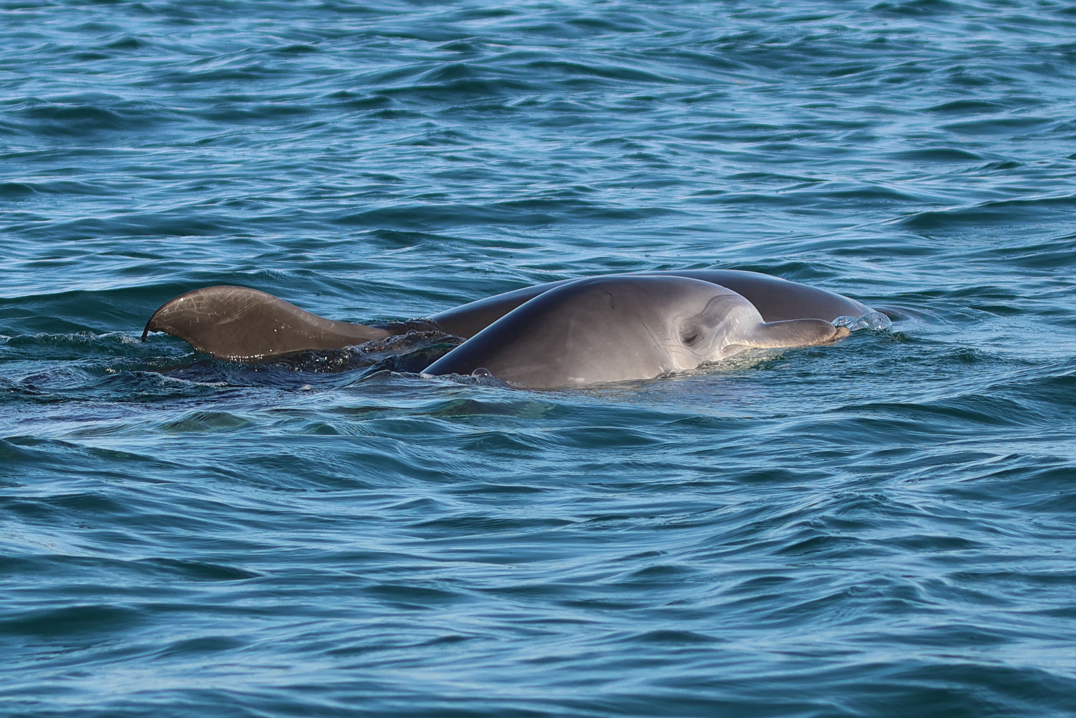 Afficher le média tursiops_truncatus6md tursiops_truncatus6md