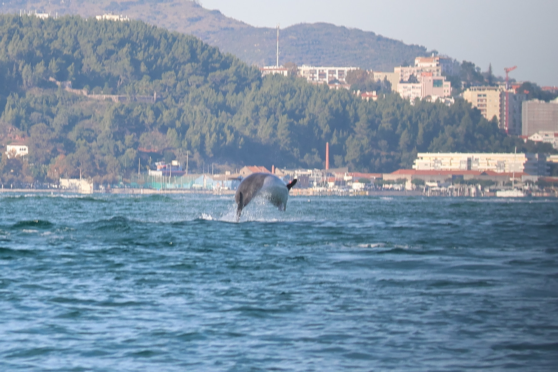 Afficher le média tursiops_truncatus7md tursiops_truncatus7md