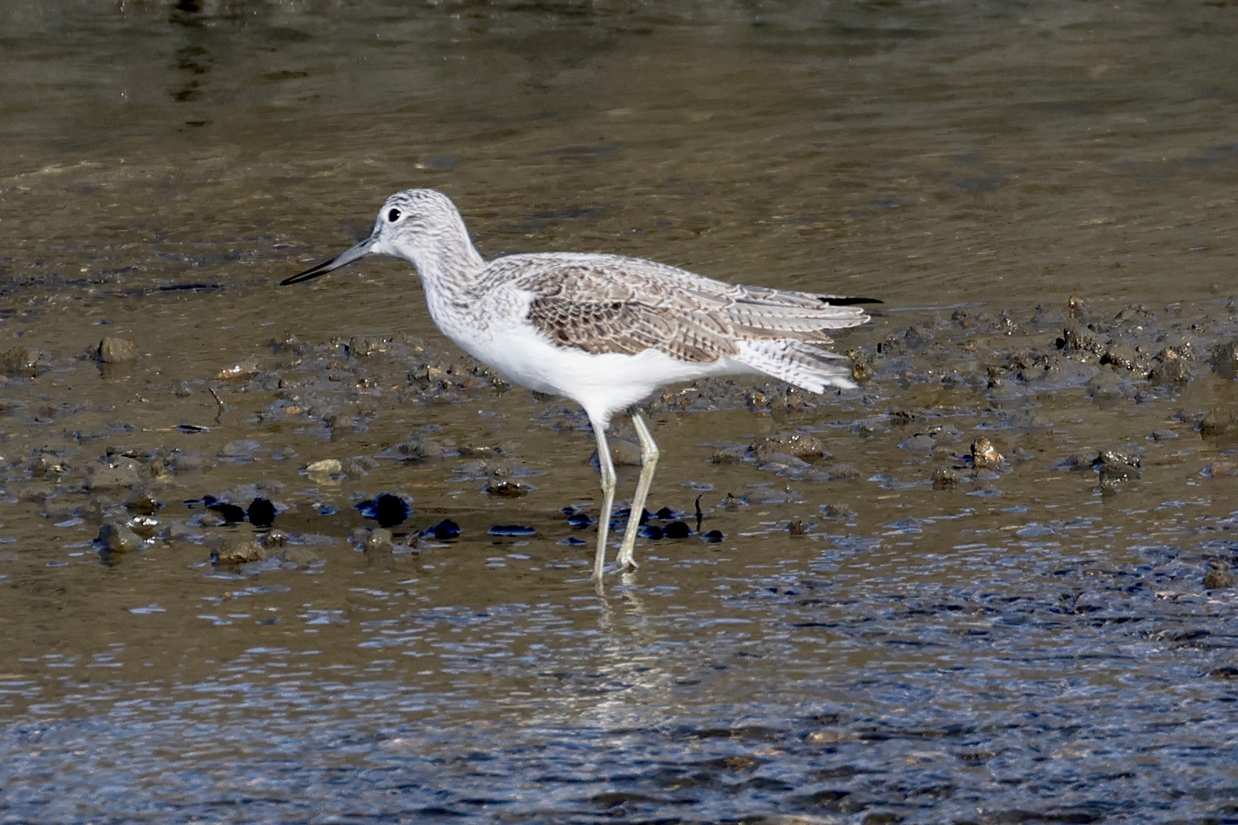 chevalier_aboyeur_-_tringa_nebularia13md