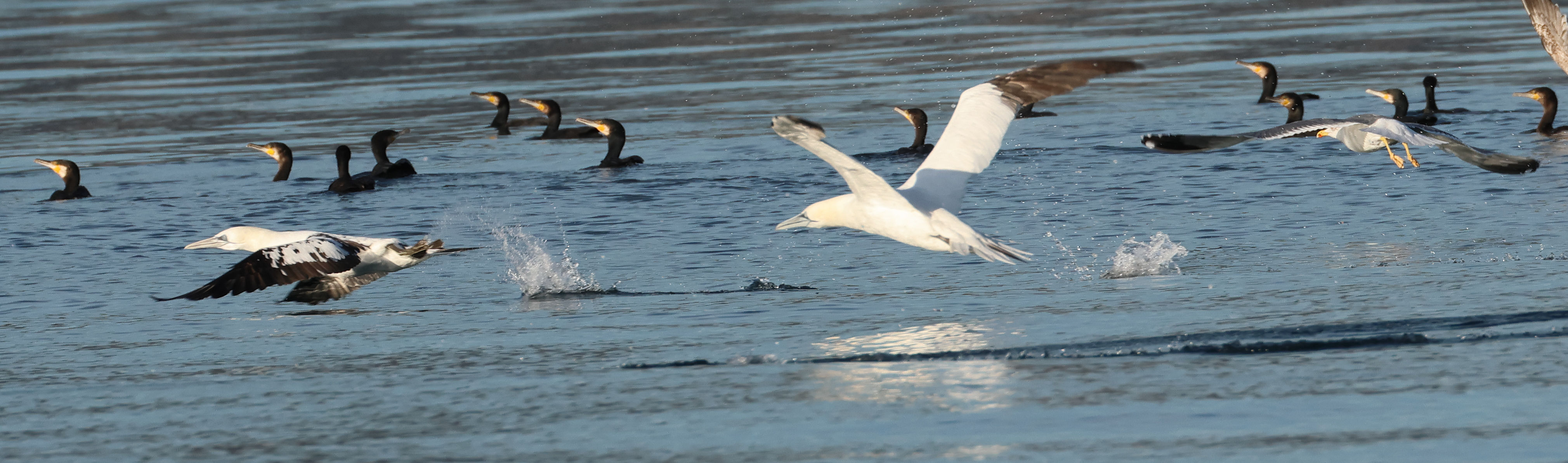 fou_de_bassan_-_morus_bassanus18md