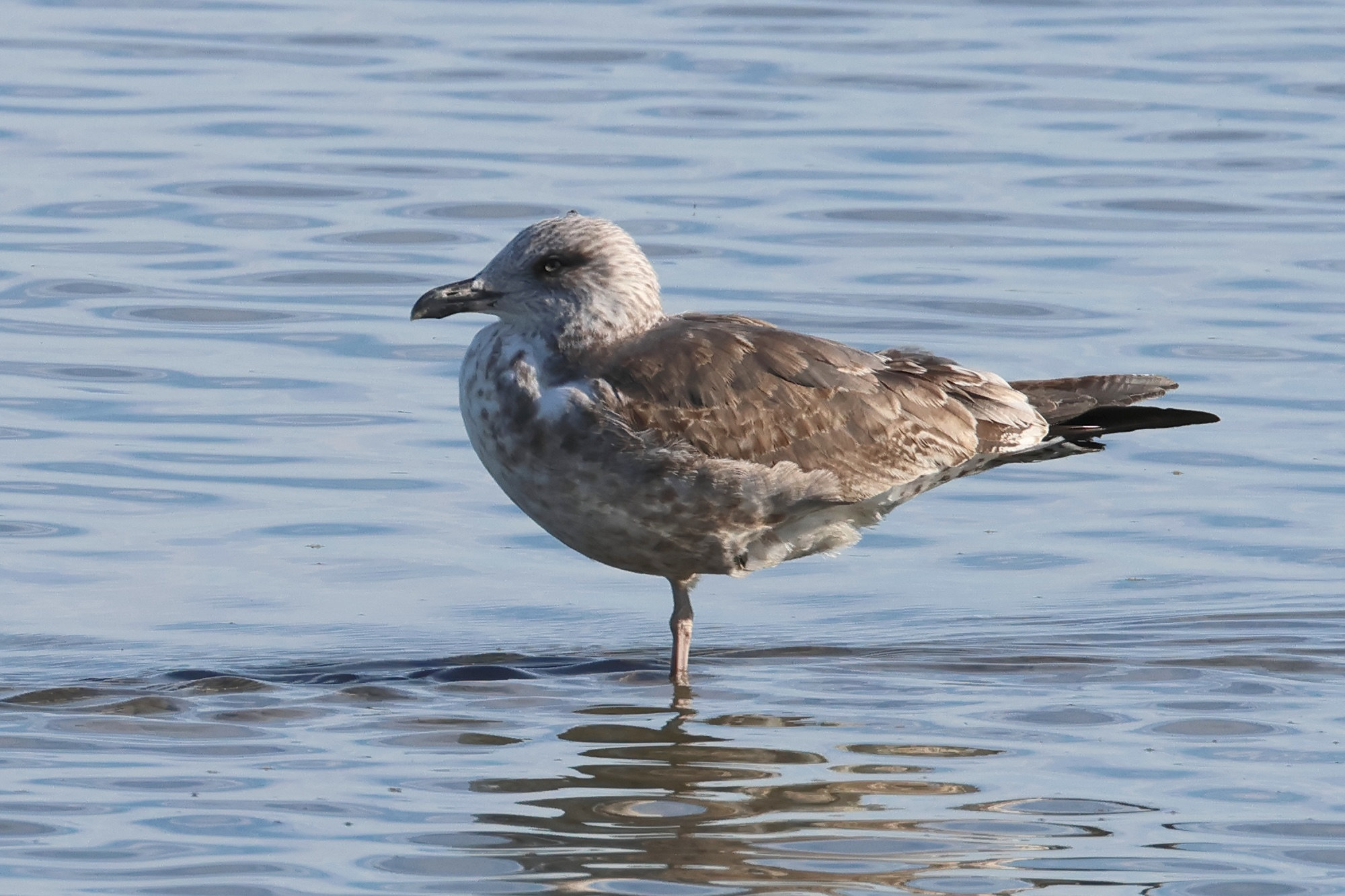 goeland_brun_-_larus_fuscus19md