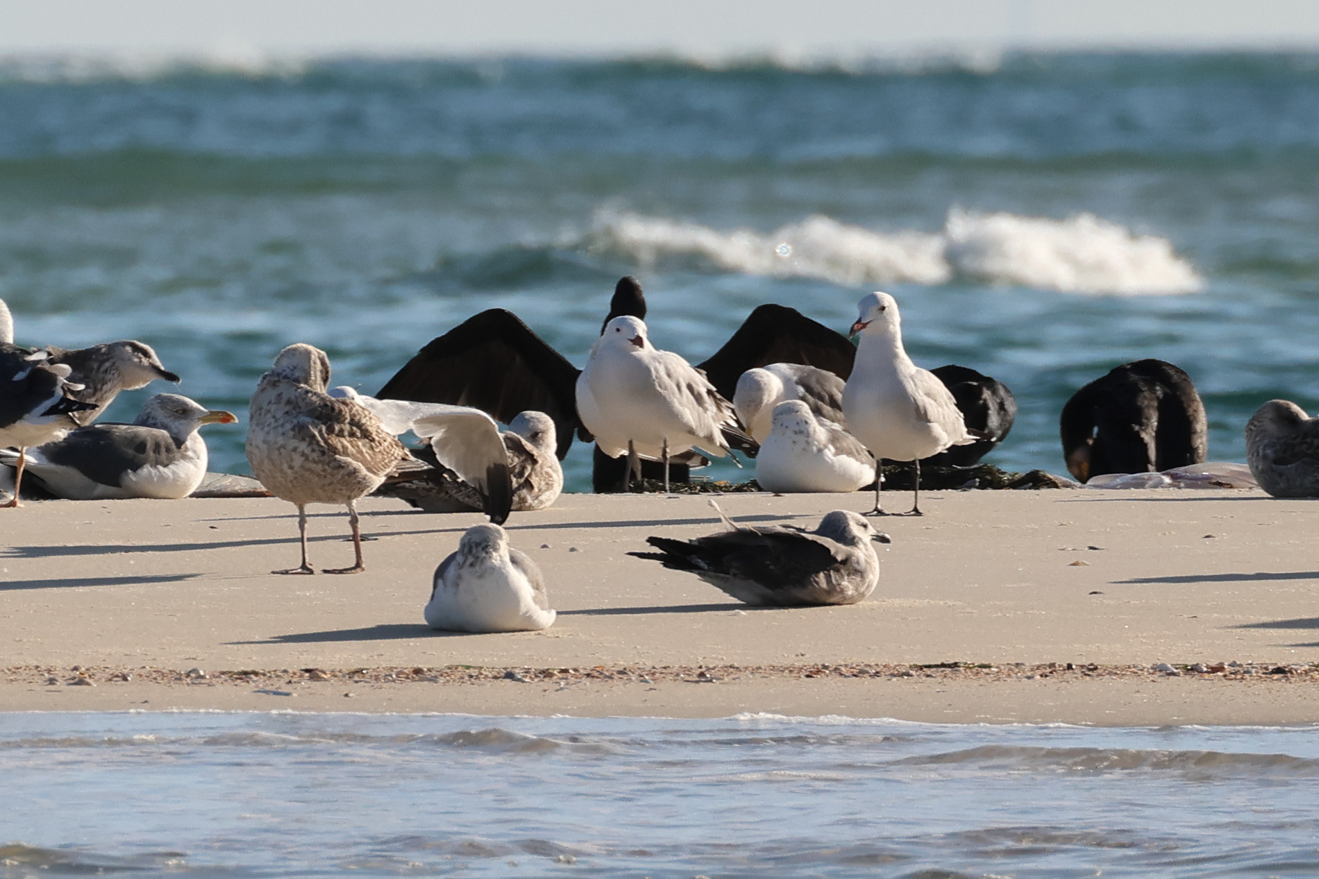 goeland_d-audouin_-_ichthyaetus_audouinii5md