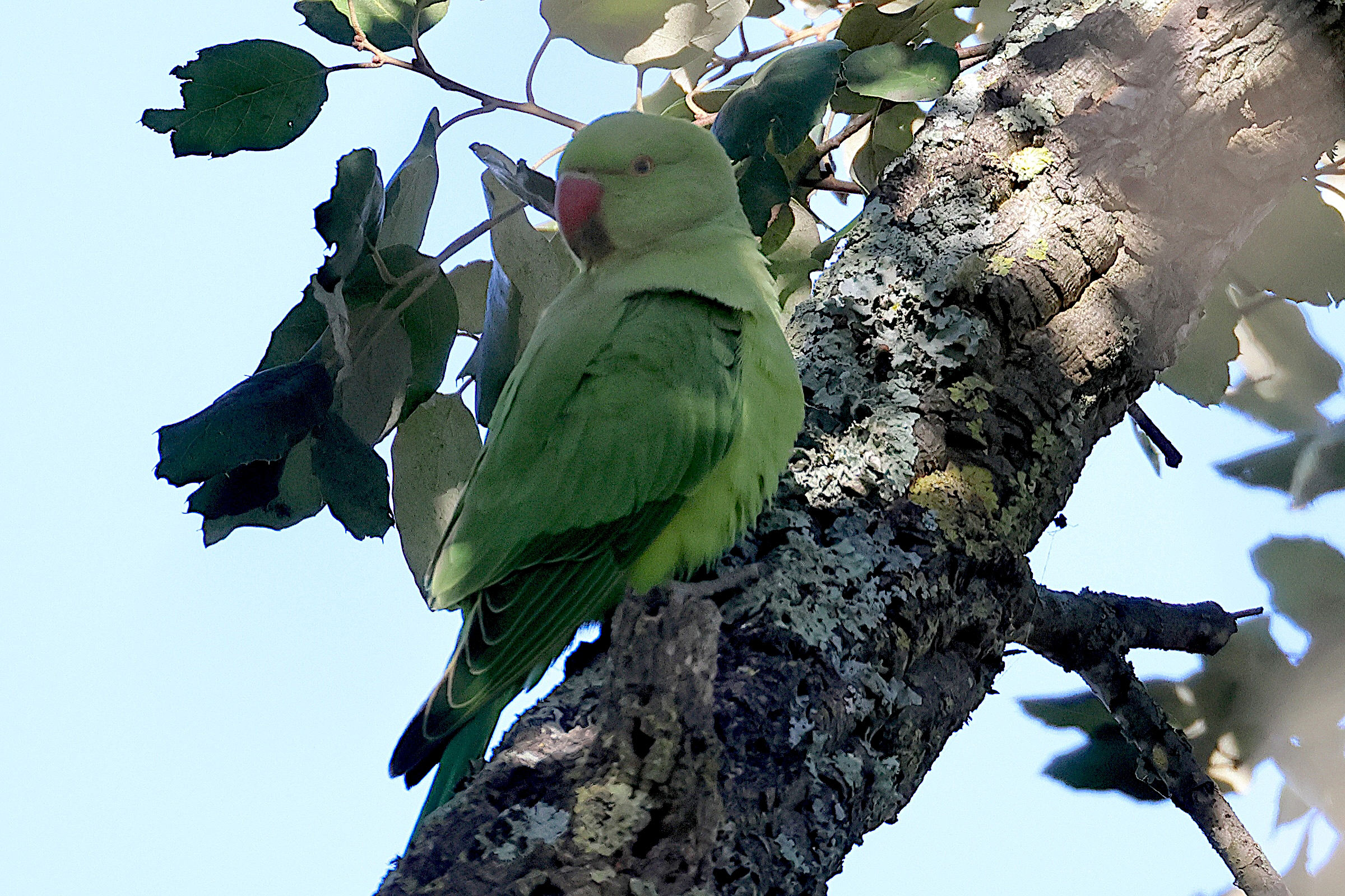 perruche_a_collier_-_psittacula_krameri8md