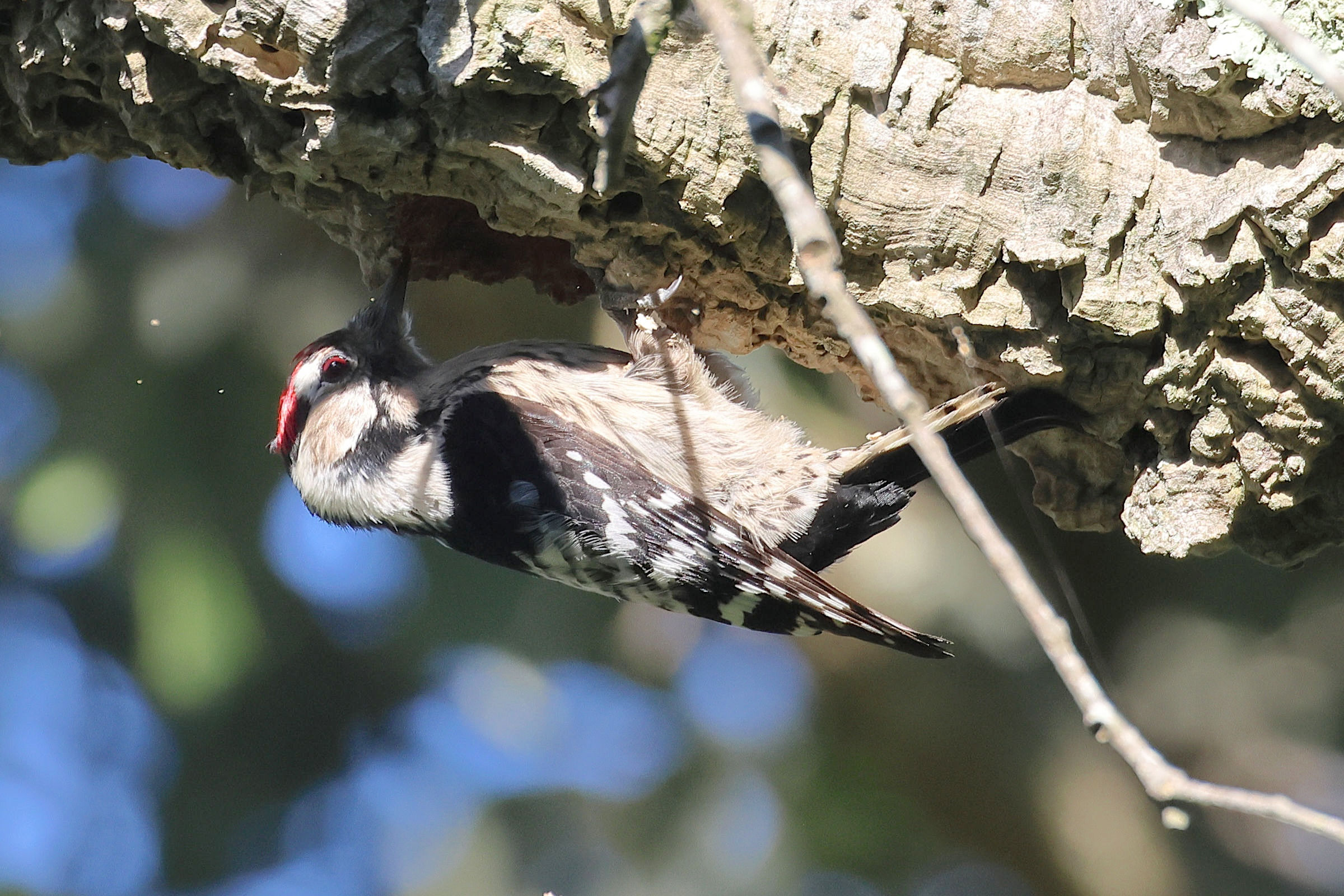 pic_epeichette_-_dryobates_minor1md