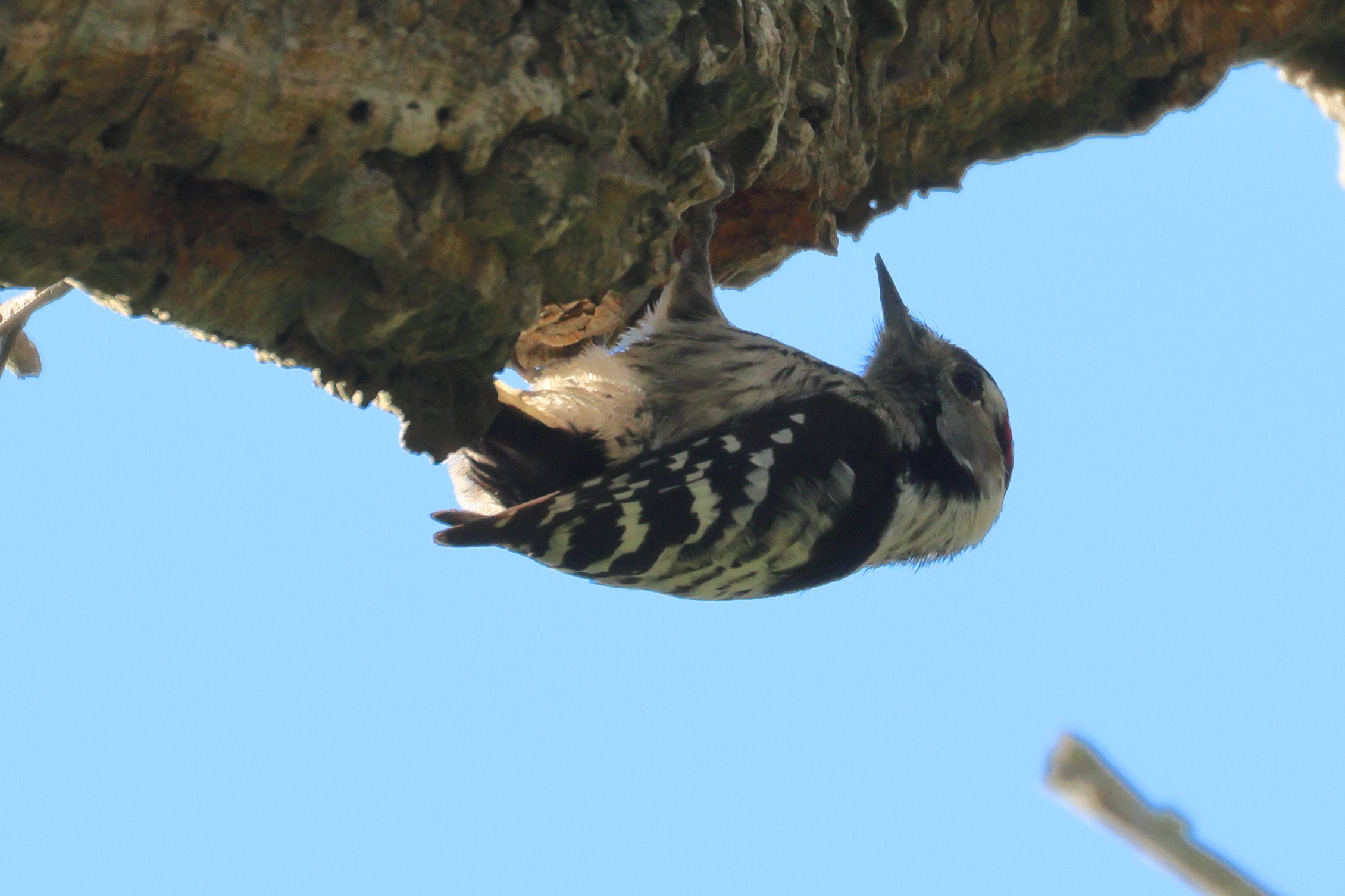 pic_epeichette_-_dryobates_minor2md