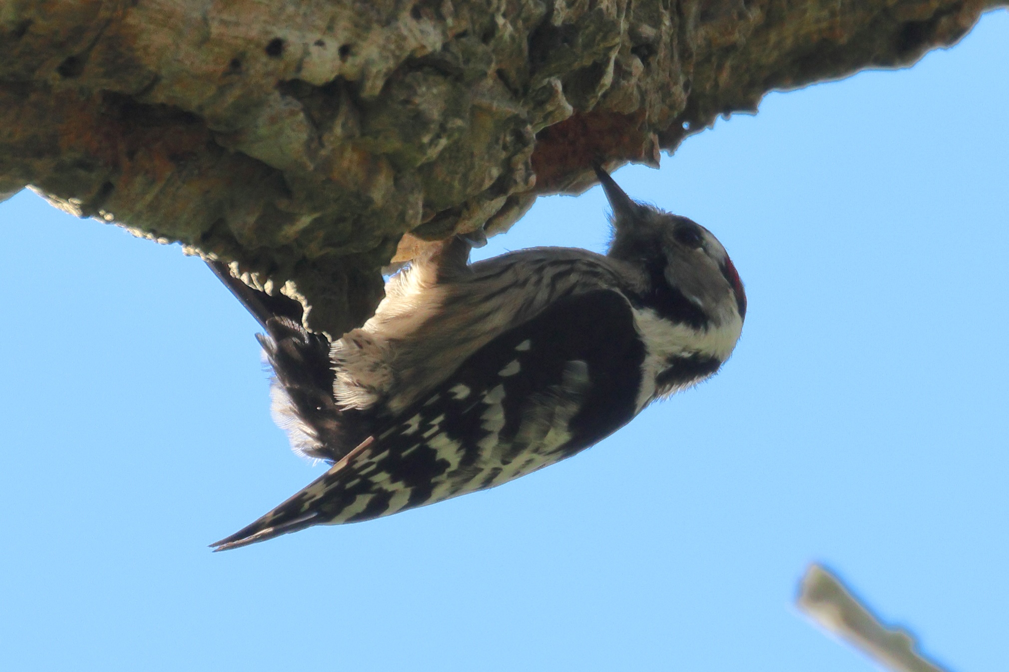 pic_epeichette_-_dryobates_minor3md