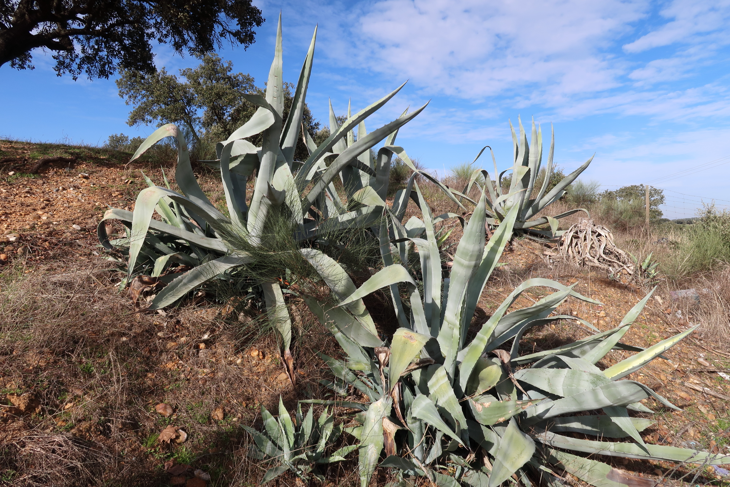 agave_americana2md