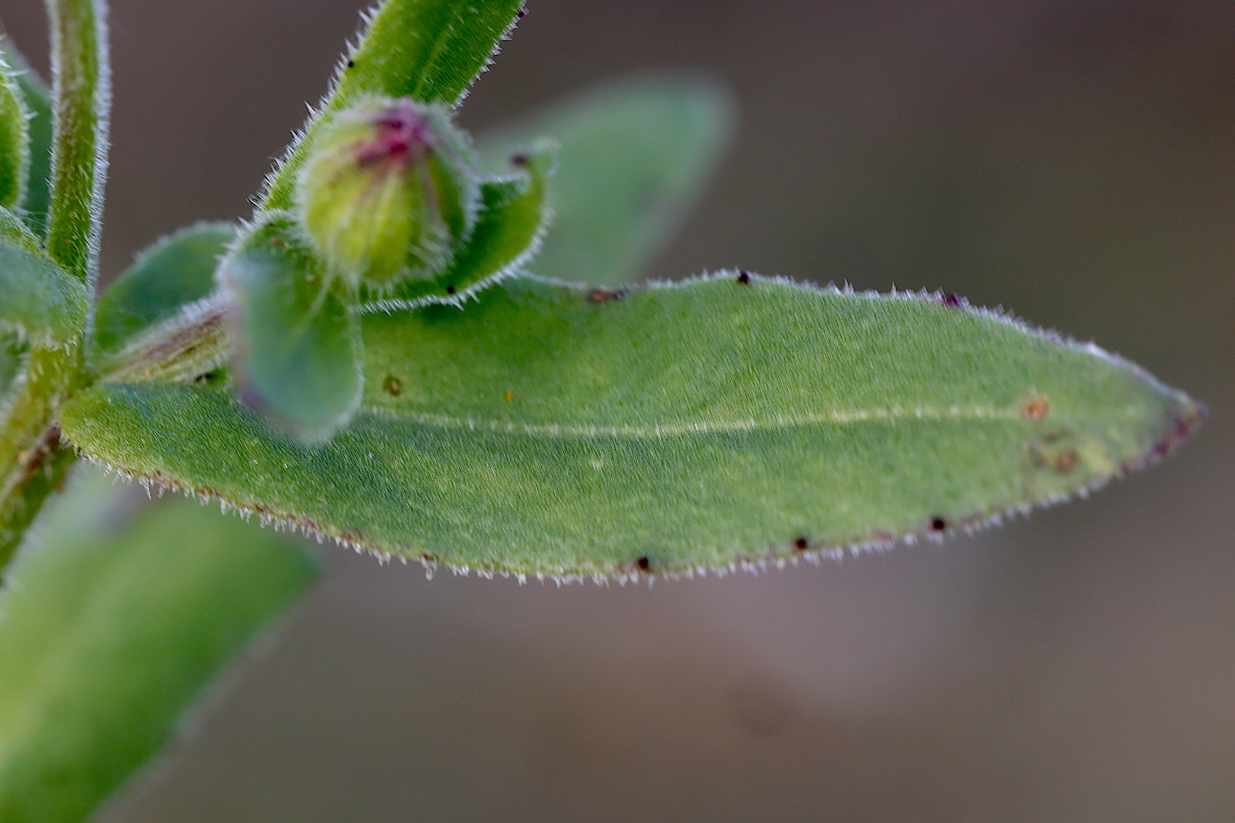 Afficher le média calendula_arvensis6md calendula_arvensis6md