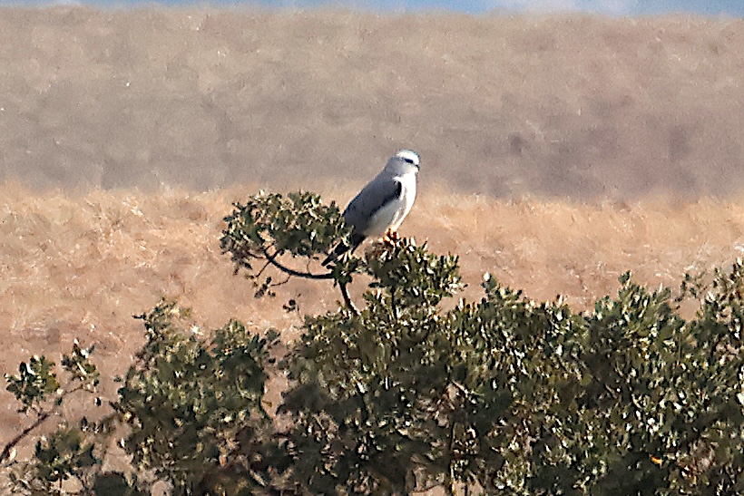 elanion_blanc_-_elanus_caeruleus3md