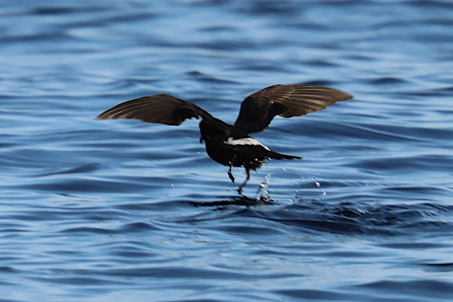 Afficher le média oceanite_tempete_-_hydrobates_pelagicus3bd oceanite_tempete_-_hydrobates_pelagicus3bd