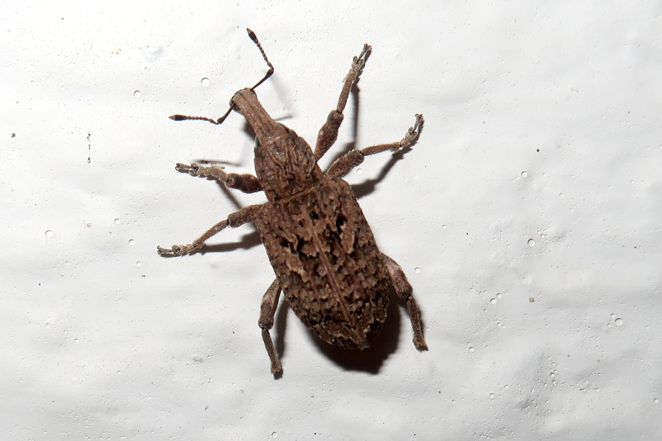 Afficher le média rhytideres_plicatus1md rhytideres_plicatus1md