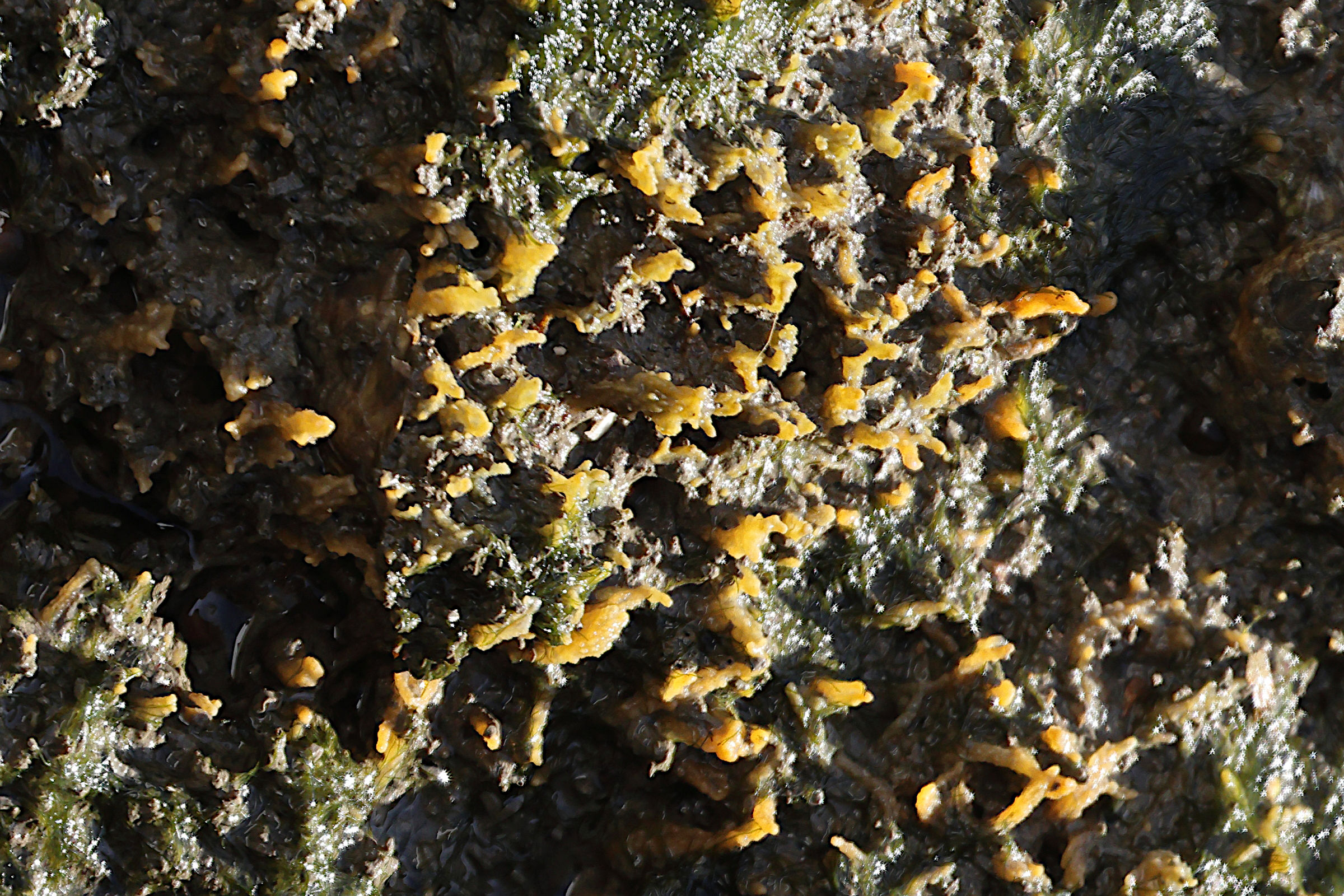 Afficher le média hymeniacidon_perlevis3md hymeniacidon_perlevis3md