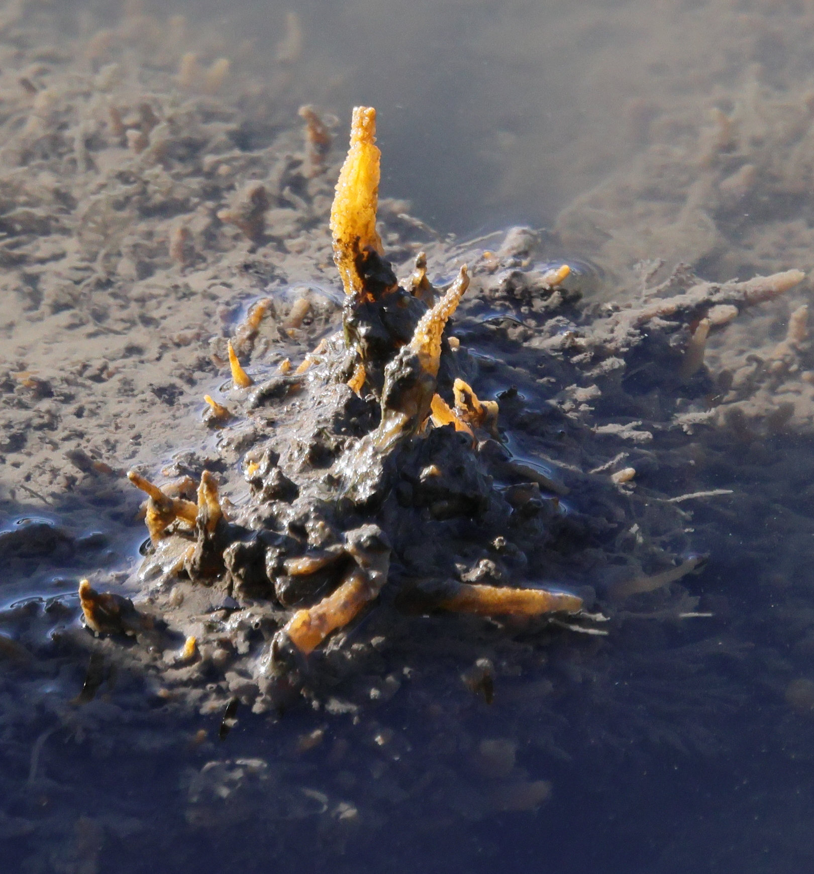 Afficher le média hymeniacidon_perlevis4bd hymeniacidon_perlevis4bd