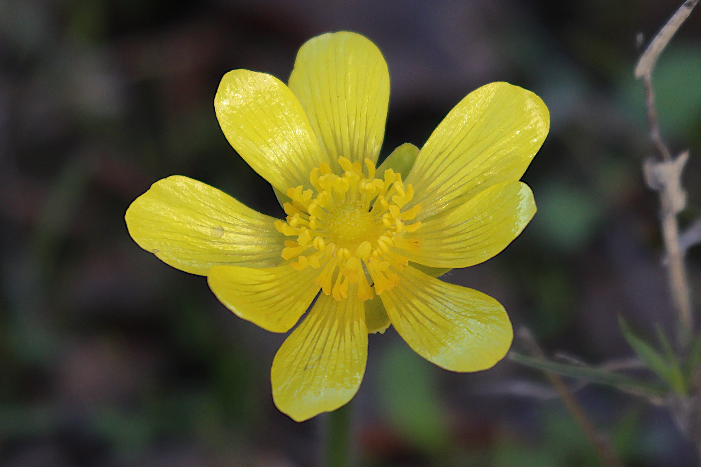 Afficher le média ranunculus_bullatus2md ranunculus_bullatus2md