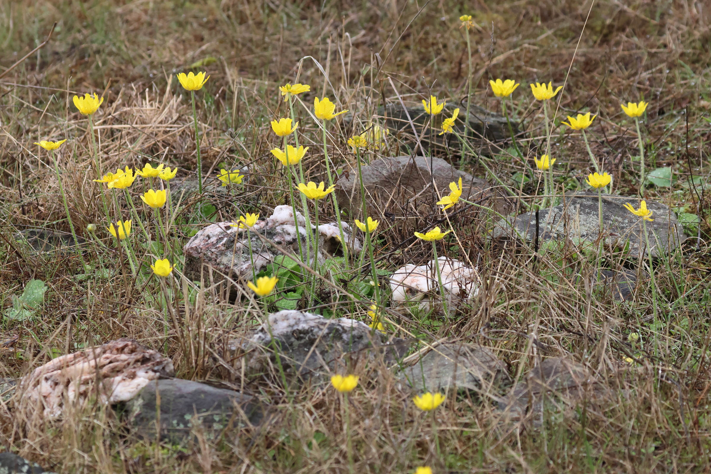 Afficher le média ranunculus_bullatus1md ranunculus_bullatus1md