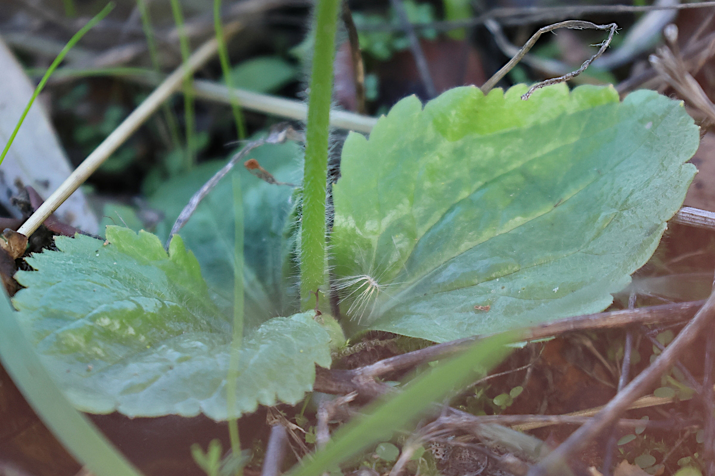 Afficher le média ranunculus_bullatus3md ranunculus_bullatus3md