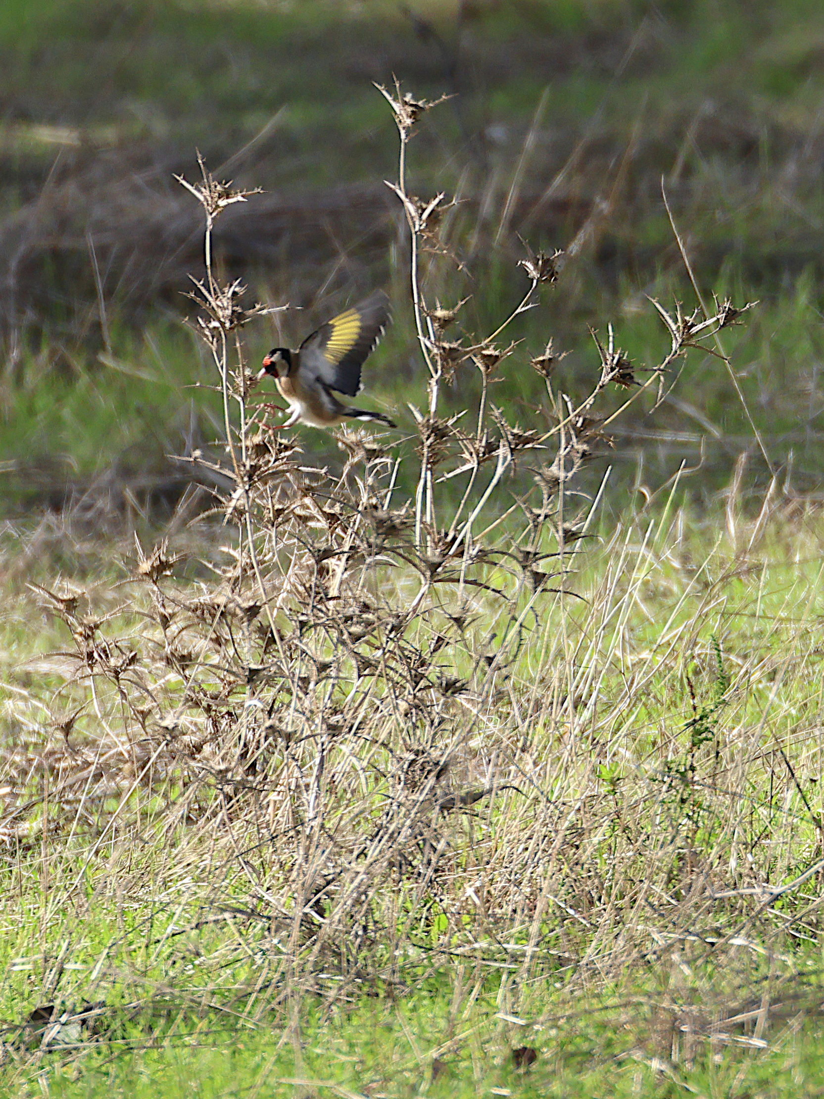 carthamus_lmanatu-s4md