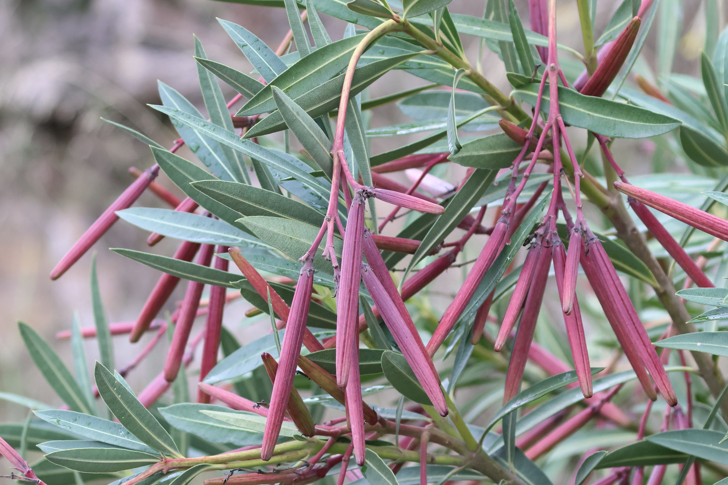 Afficher le média nerium_oleander10md nerium_oleander10md