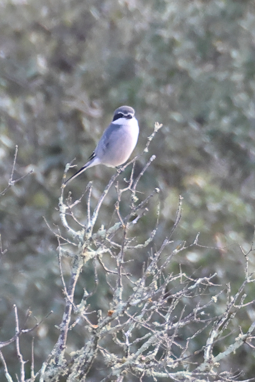 pie-grieche_meridionale_-_lanius_meridionalis1md