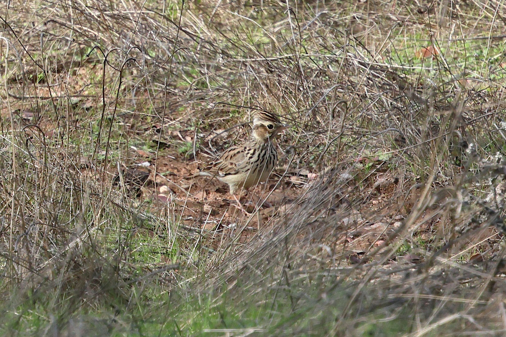 cochevis_de_thekla_-_galerida_theklae5bd