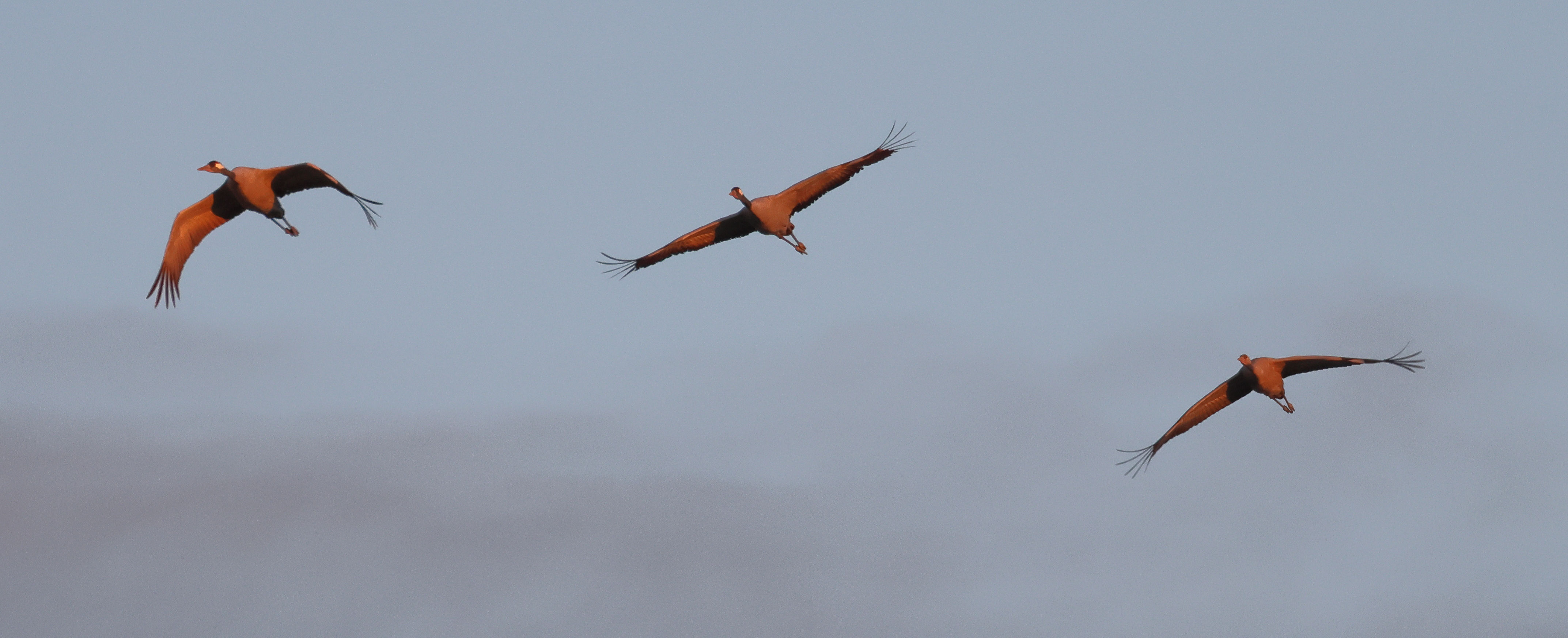 grue_cendree_-_grus_grus14md