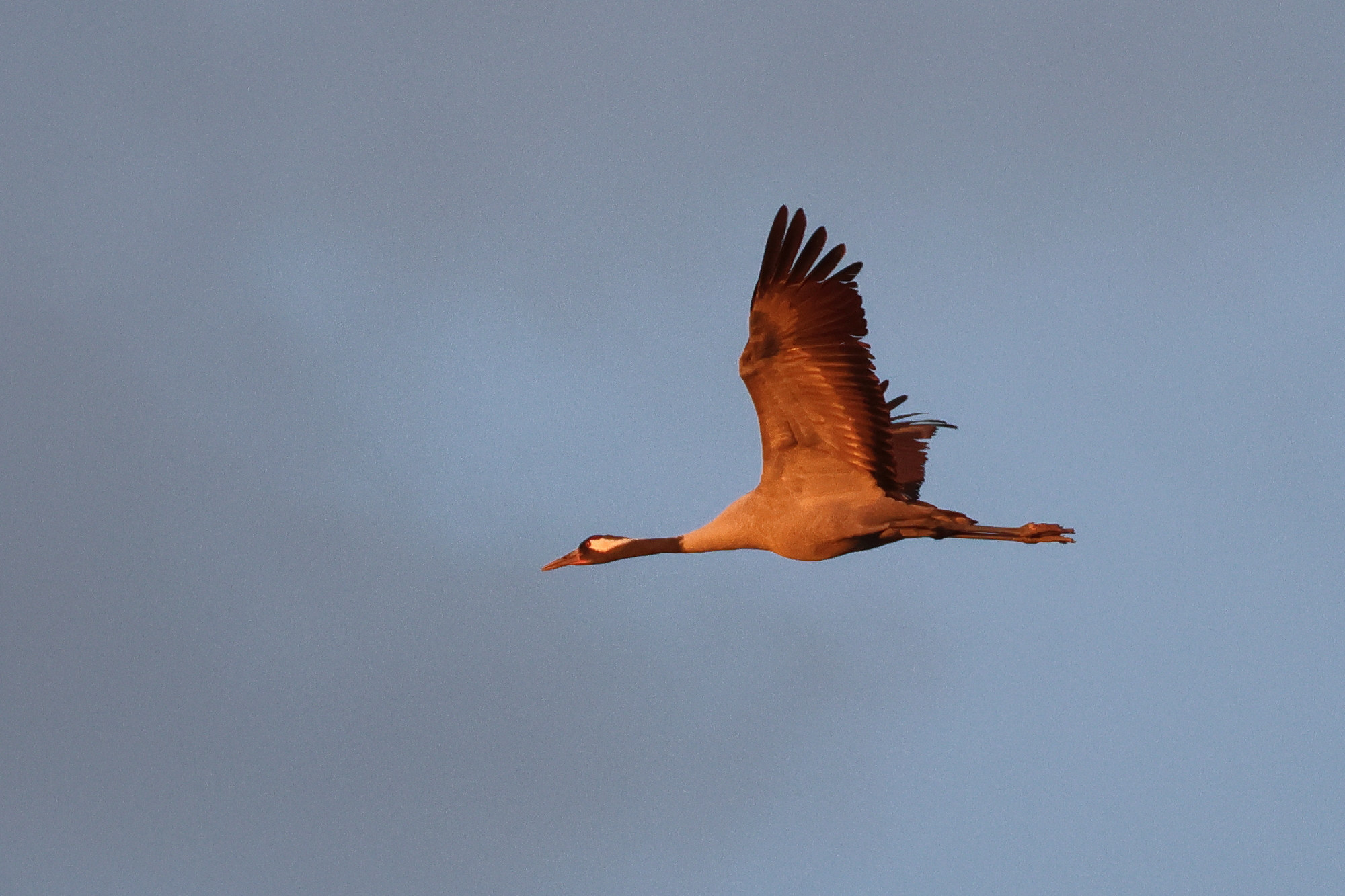 grue_cendree_-_grus_grus15md