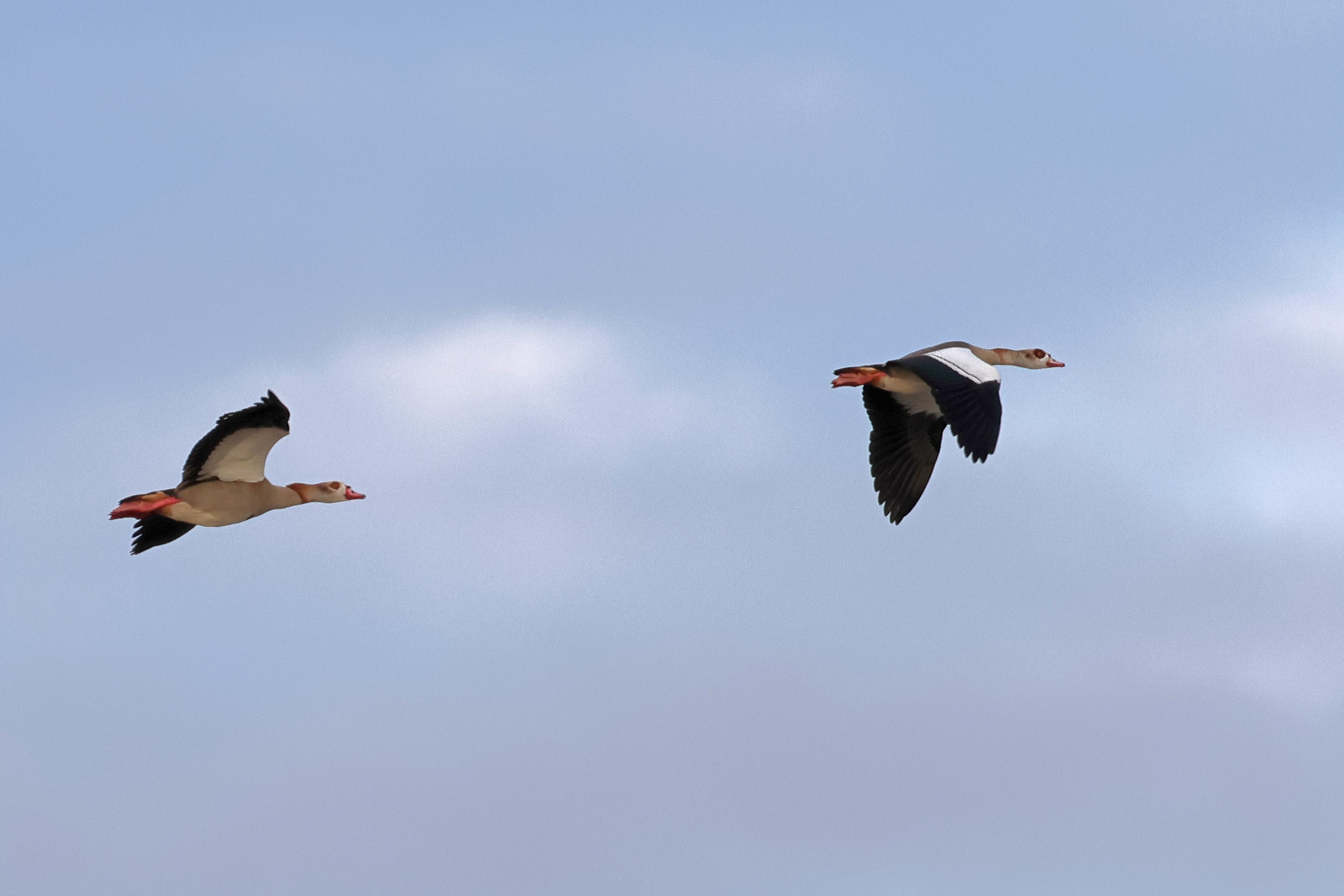 ouette_d-egypte_-_alopochen_aegyptiaca10md