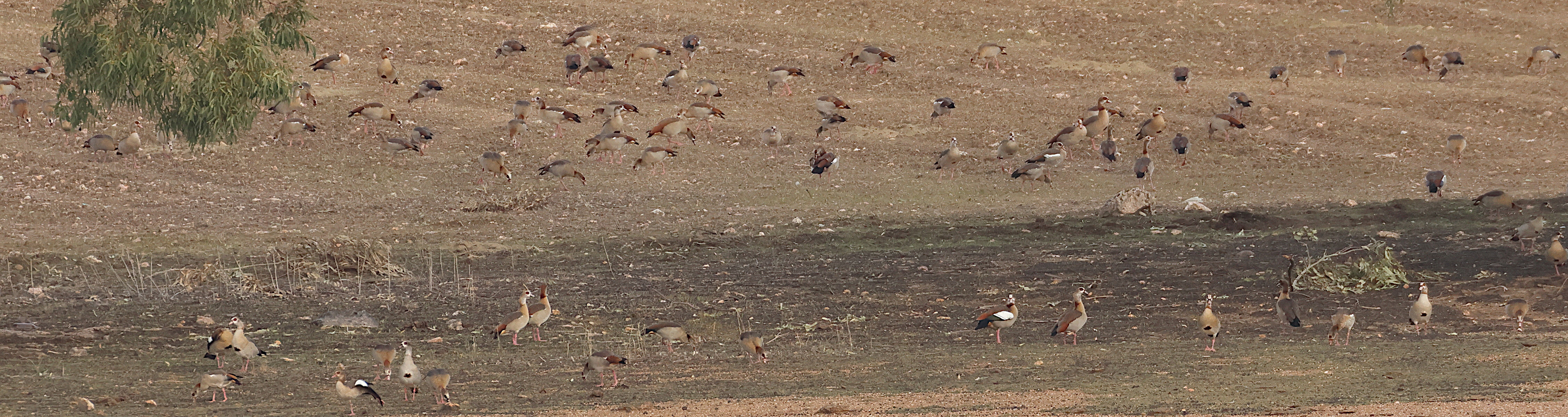 ouette_d-egypte_-_alopochen_aegyptiaca9md