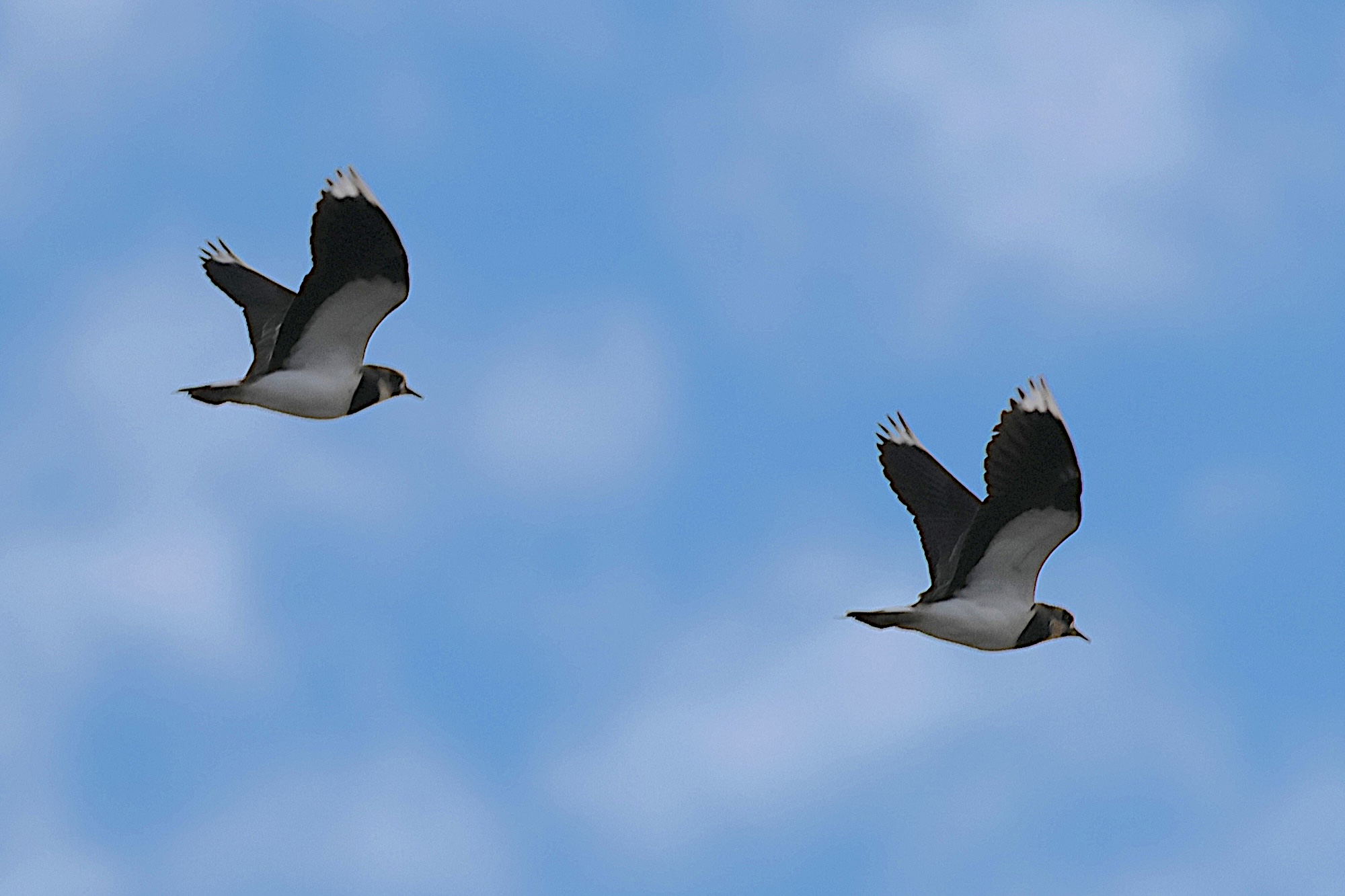 vanneau_huppe_-_vanellus_vanellus12bd