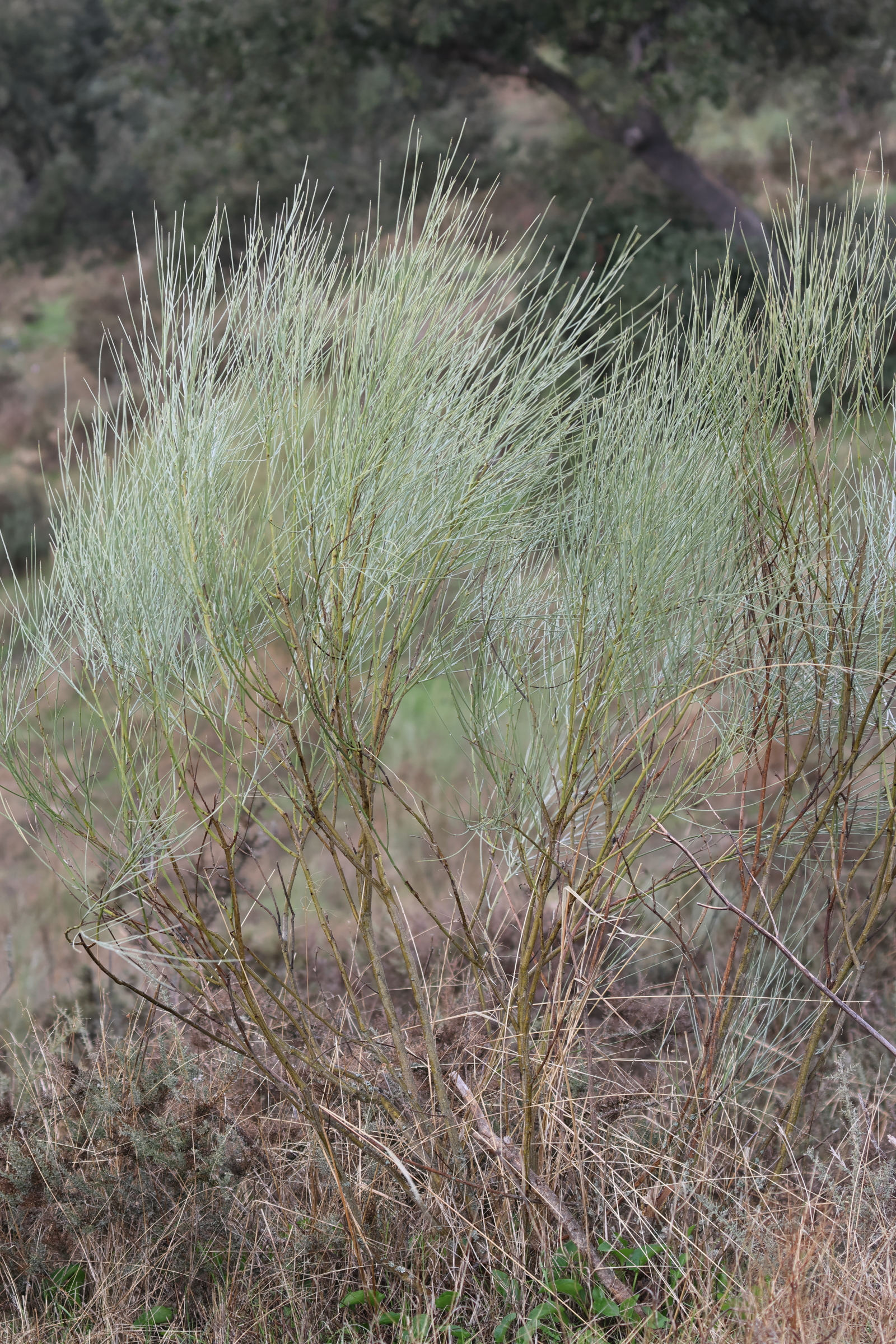 retama_sphaerocarpa1md